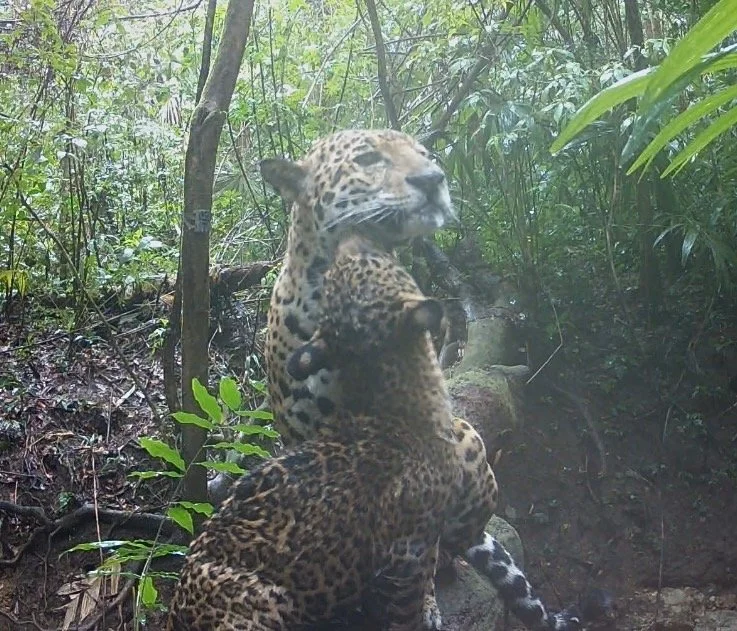 Wildlife Monitoring, Guatemala 