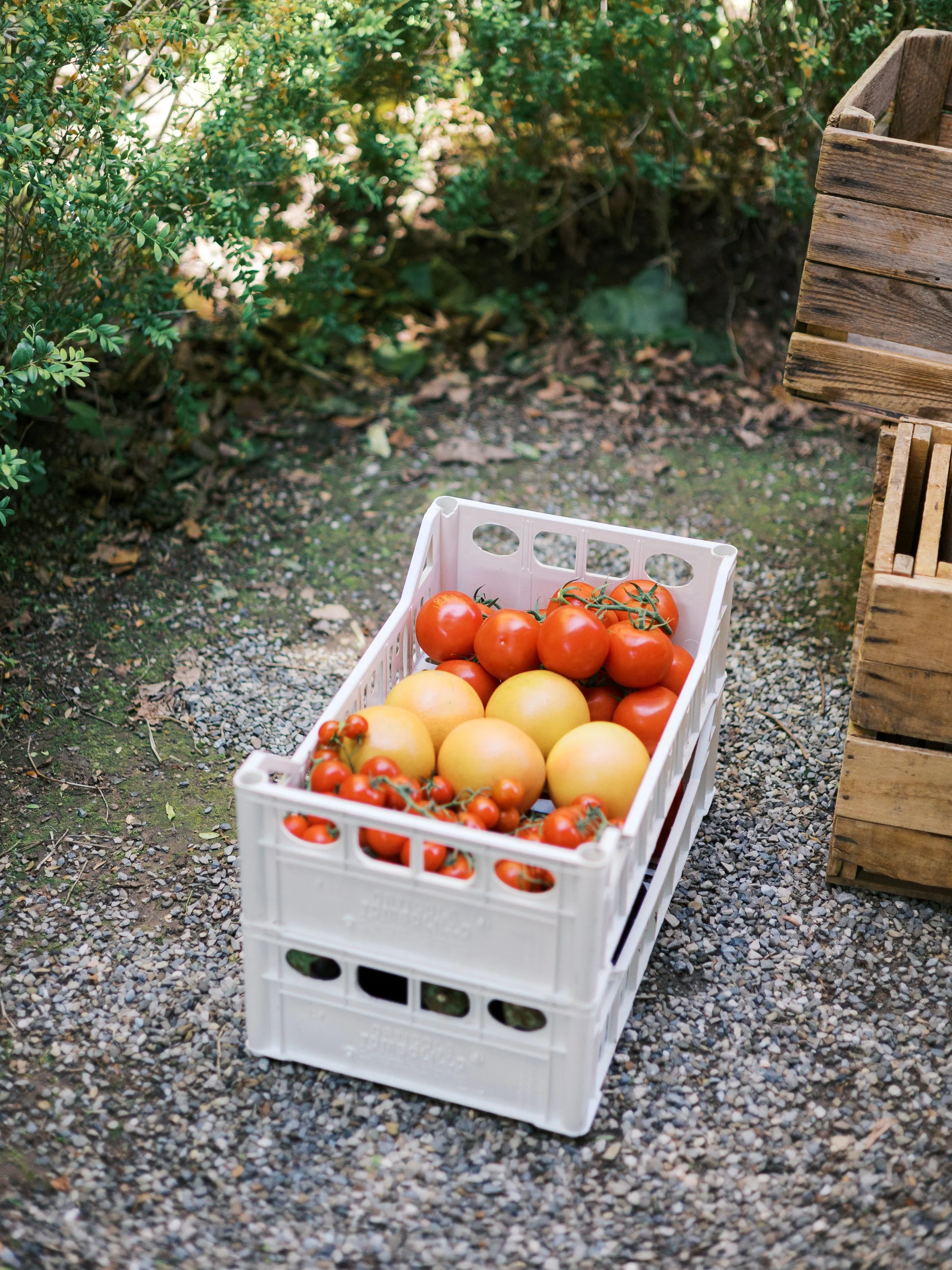 A white crate filled with red and yellow tomatoes sitting on gravel ground outdoors, with green bushes and wooden crates nearby.