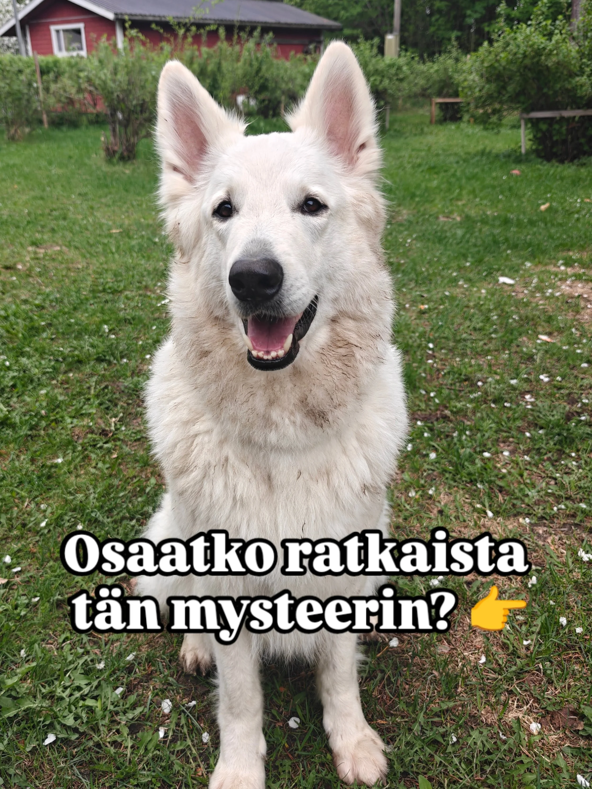 T&auml;&auml; eilinen tapaus ansaitsee kyll&auml; ihan oman julkaisun 🤭😂

Mit&auml;s luulet, kuka on syyllinen? 🔍🕵️&zwj;♀️