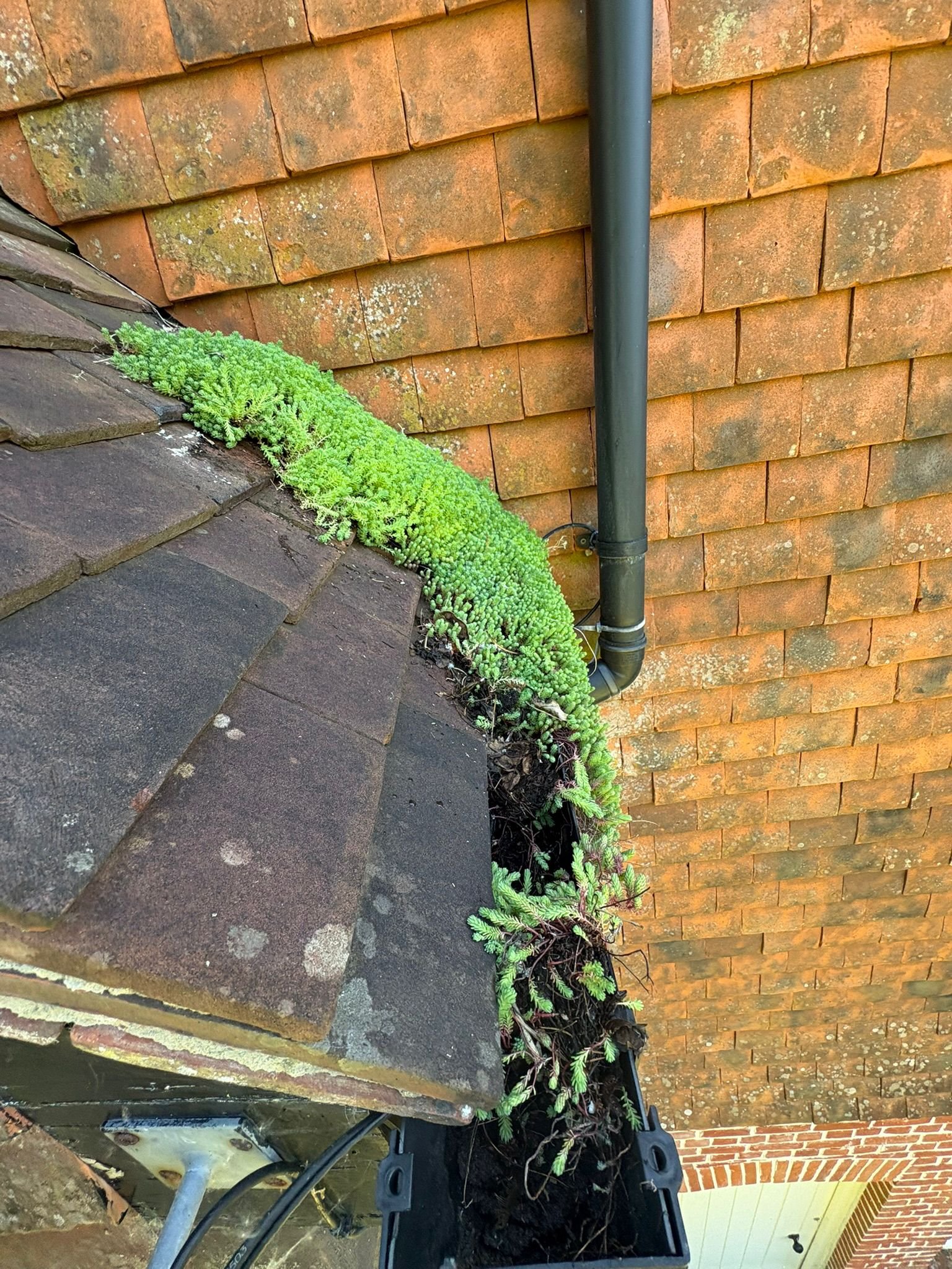 green plant in gutter, blocked gutter, gutter needs cleaning, over flowing, blocked