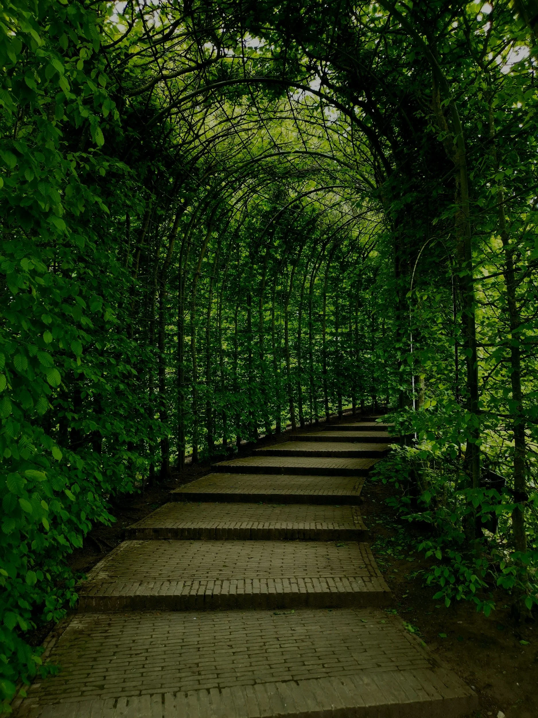 A pathway with stepping stones through a lush green archway of trees and shrubs.
