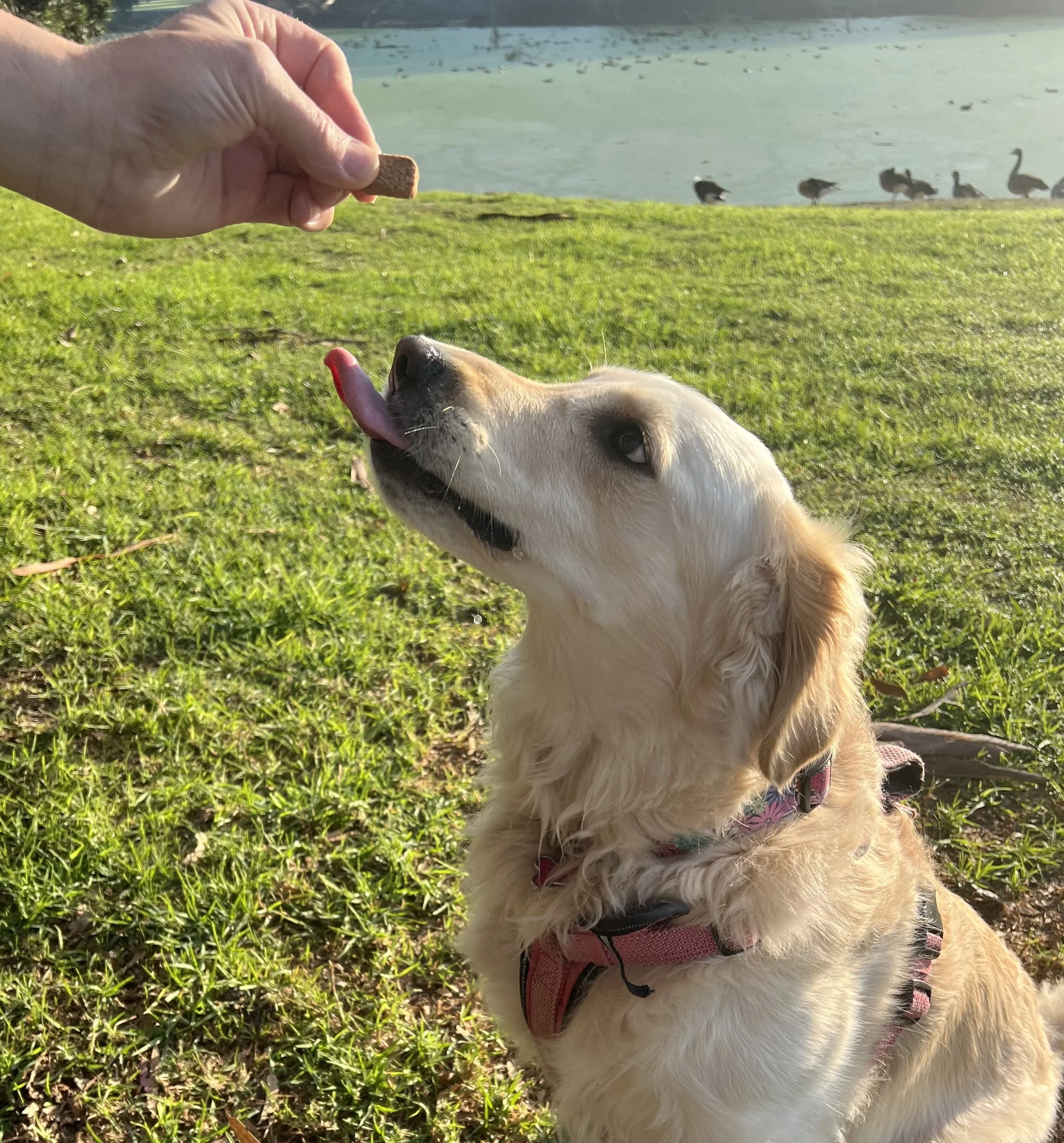 A golden retriever dog with a pink harness licking its nose and looking at a hand holding a treat near its face, with a background of grass, a lake, and ducks swimming.