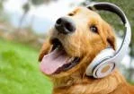 A happy dog wearing headphones outdoors