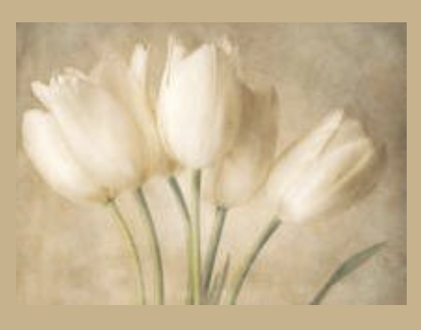 A bouquet of white tulips with green stems on a beige background.