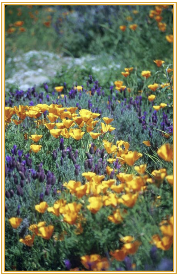 A vibrant garden filled with yellow and purple flowers blooming in a lush green field.