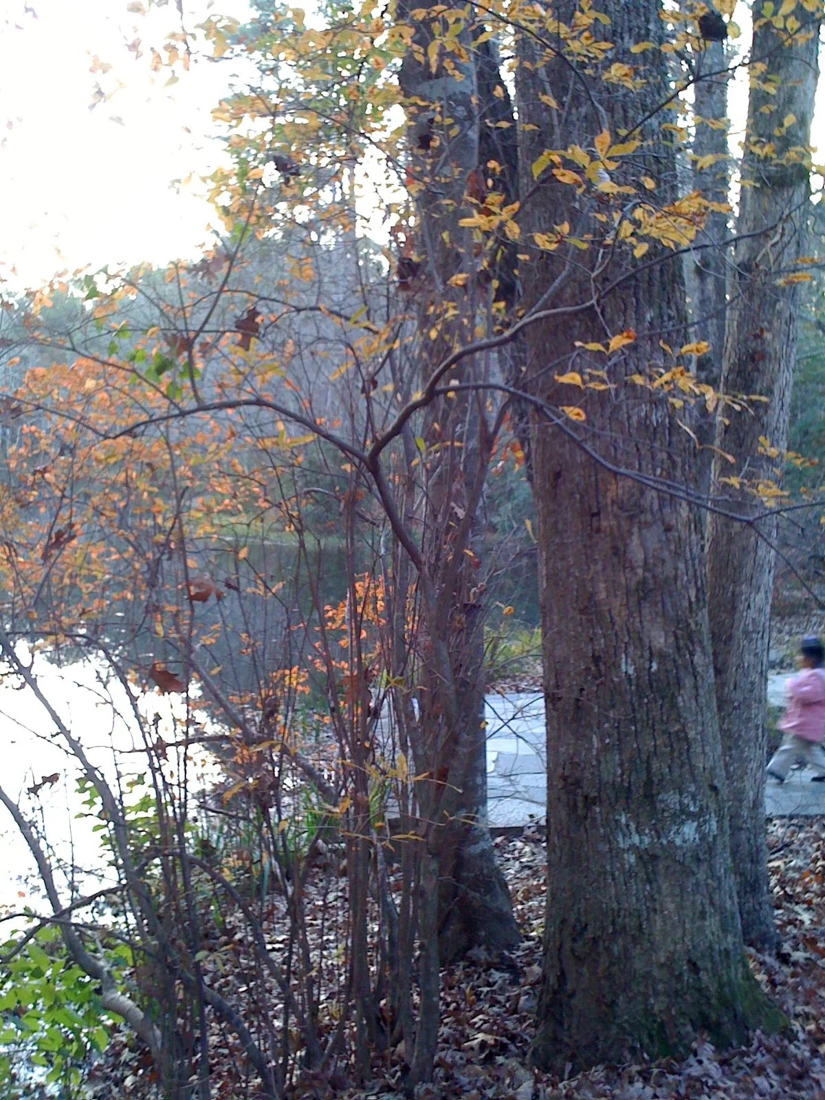 Tree trunk and branches with autumn leaves near a lake, with a blurred child playing in the background.