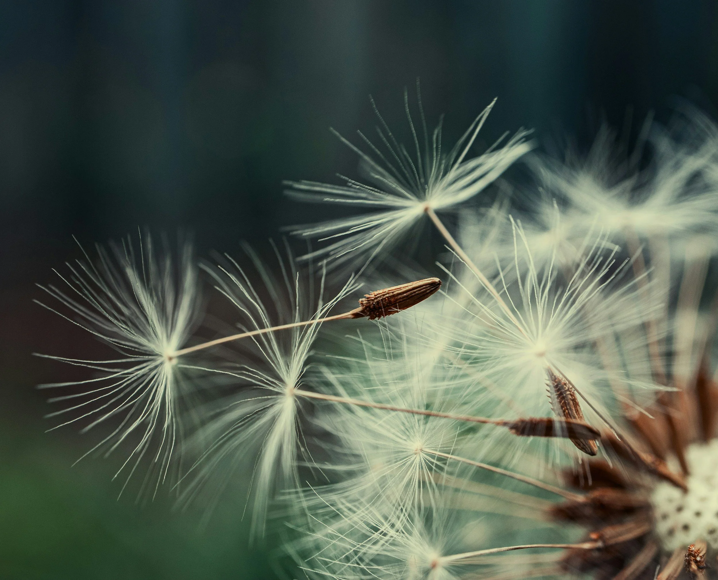 DANDELION