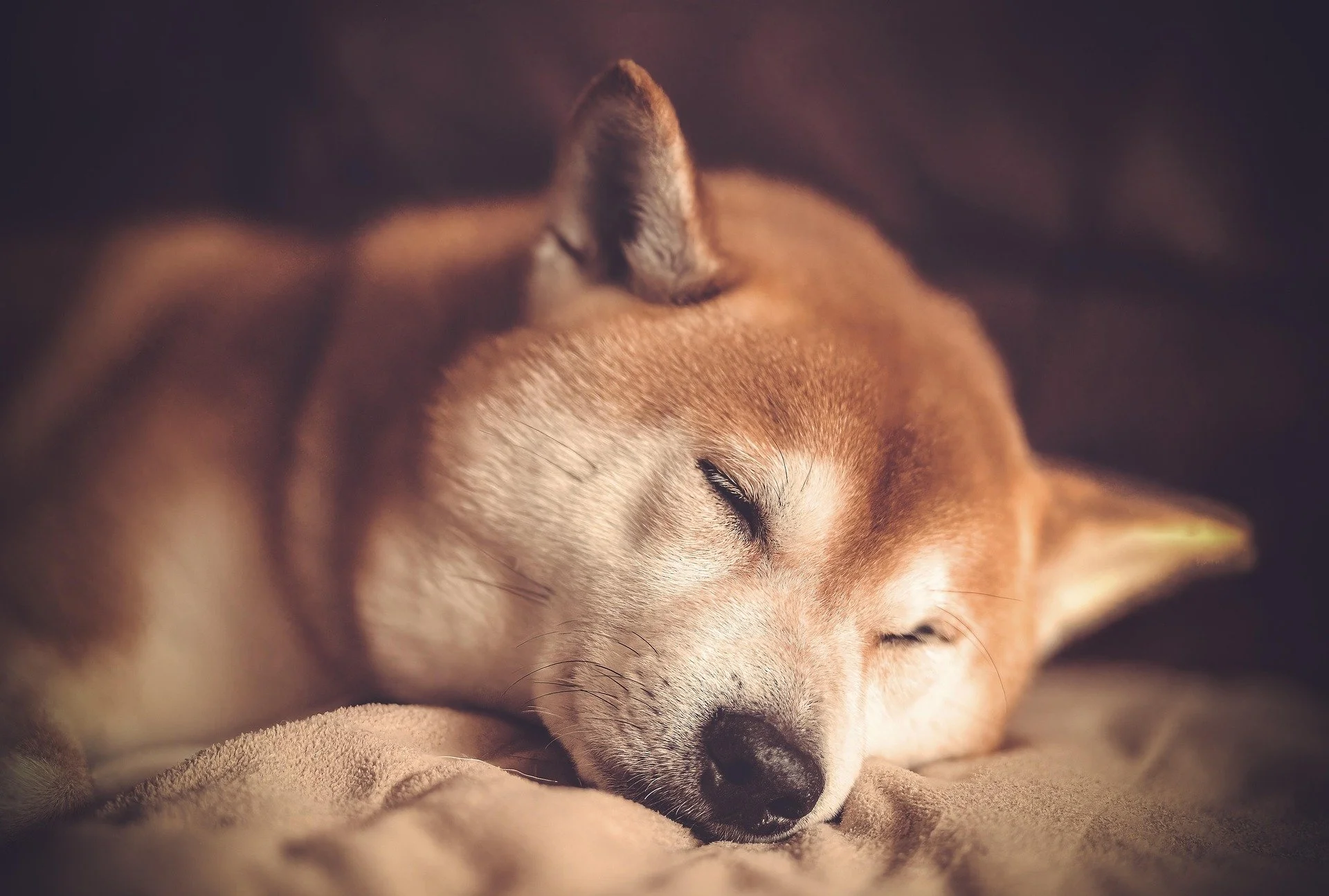 Shiba Inu dog sleeping