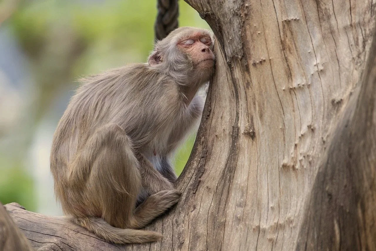 Monkey asleep in a tree