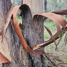 Close-up of a tree trunk with damaged bark and broken branches, surrounded by fallen leaves in a wooded area.