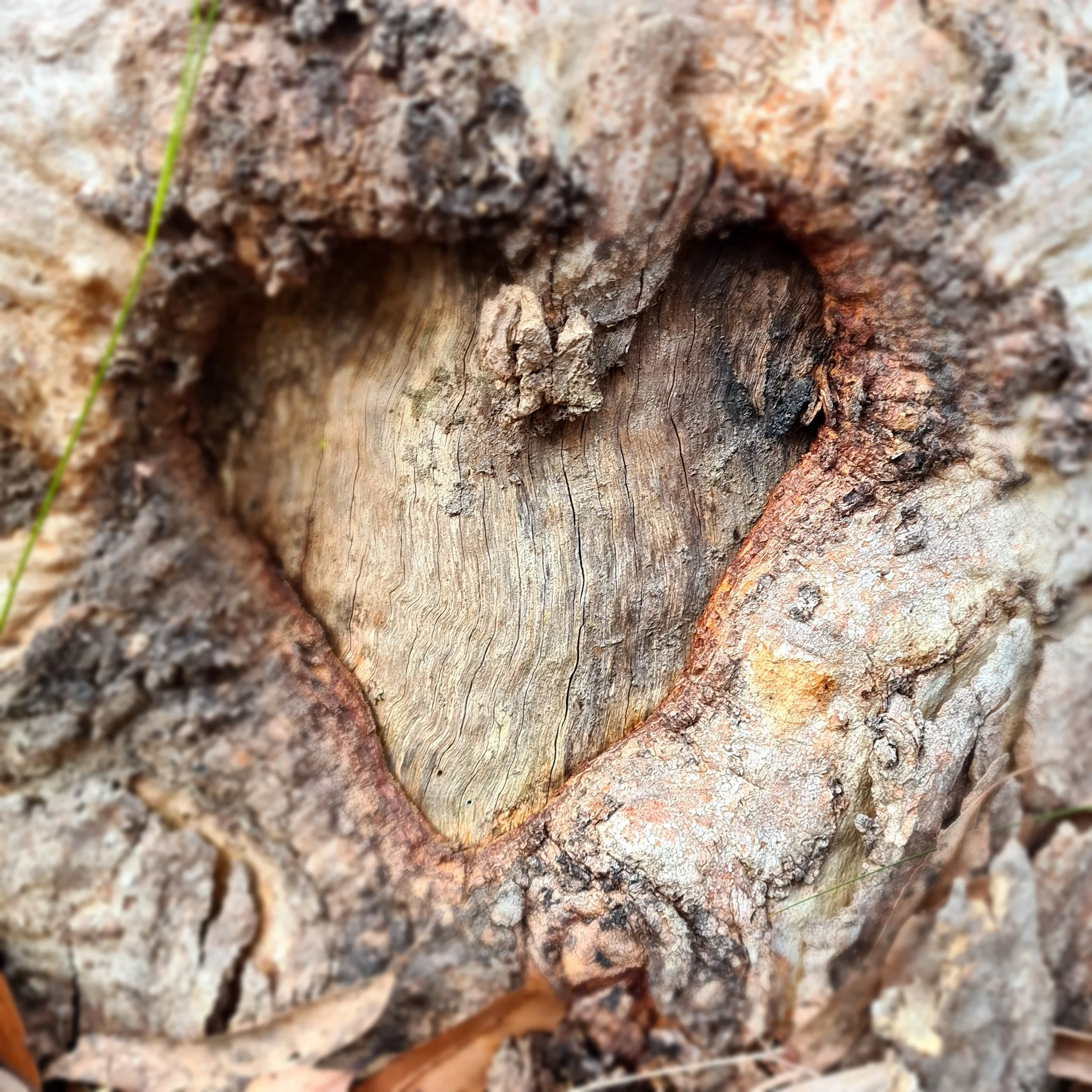 A close-up of a tree with a heart-shaped carving or natural pattern in the middle of the trunk, surrounded by rough bark and some dried leaves.