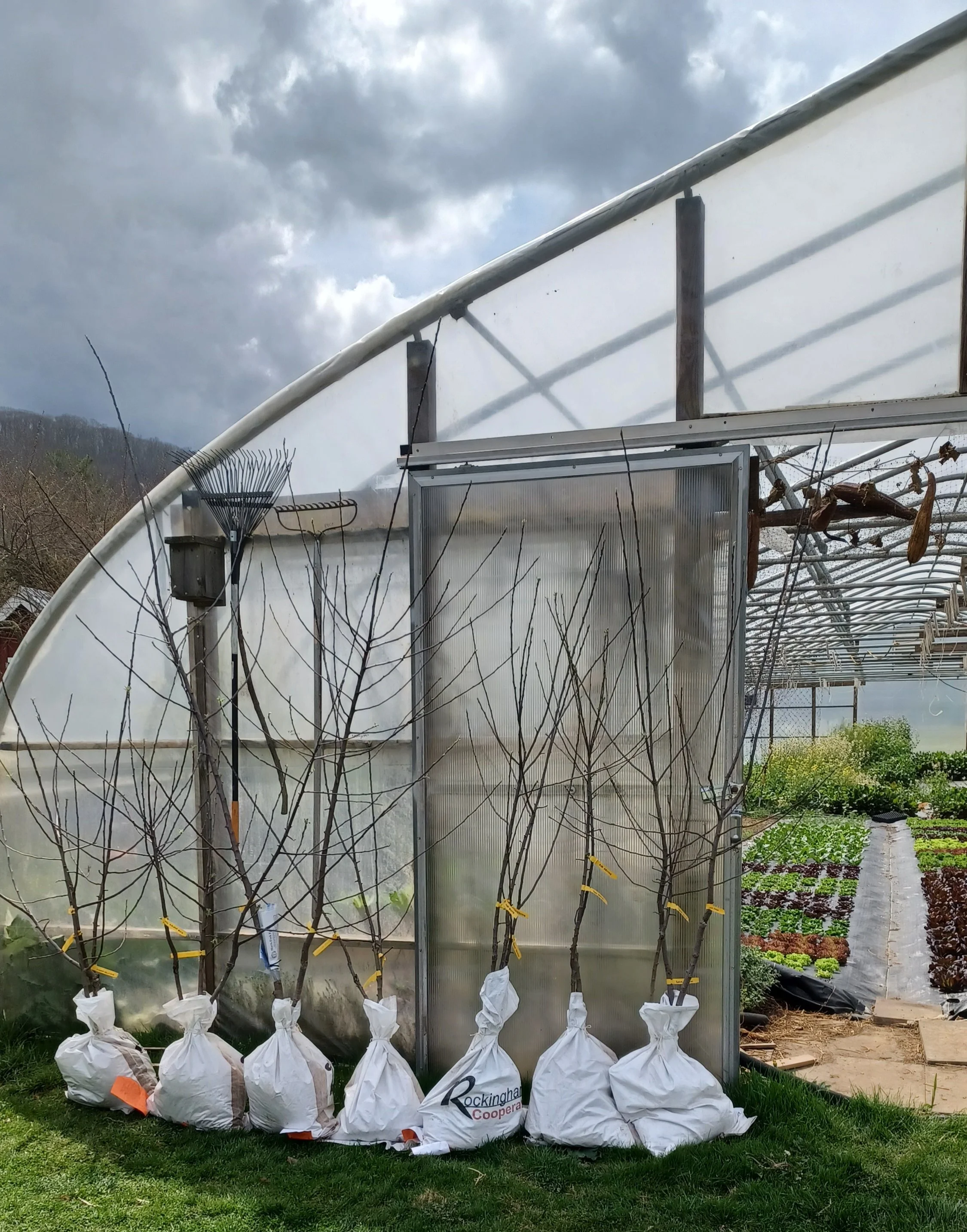 Apple Trees