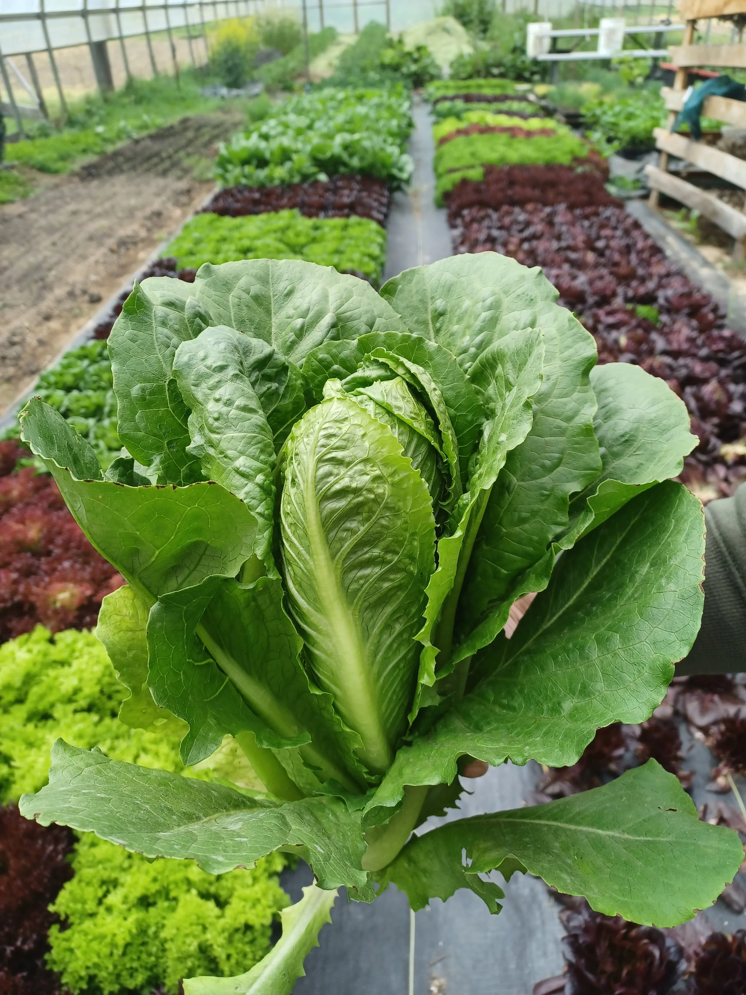 Produce