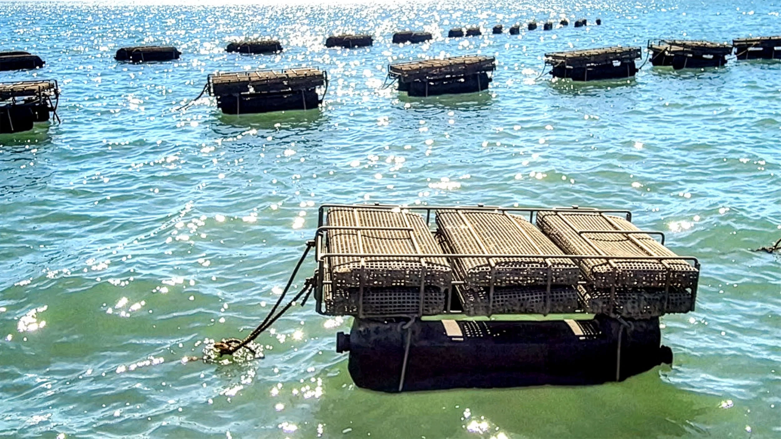 OysterPods in water