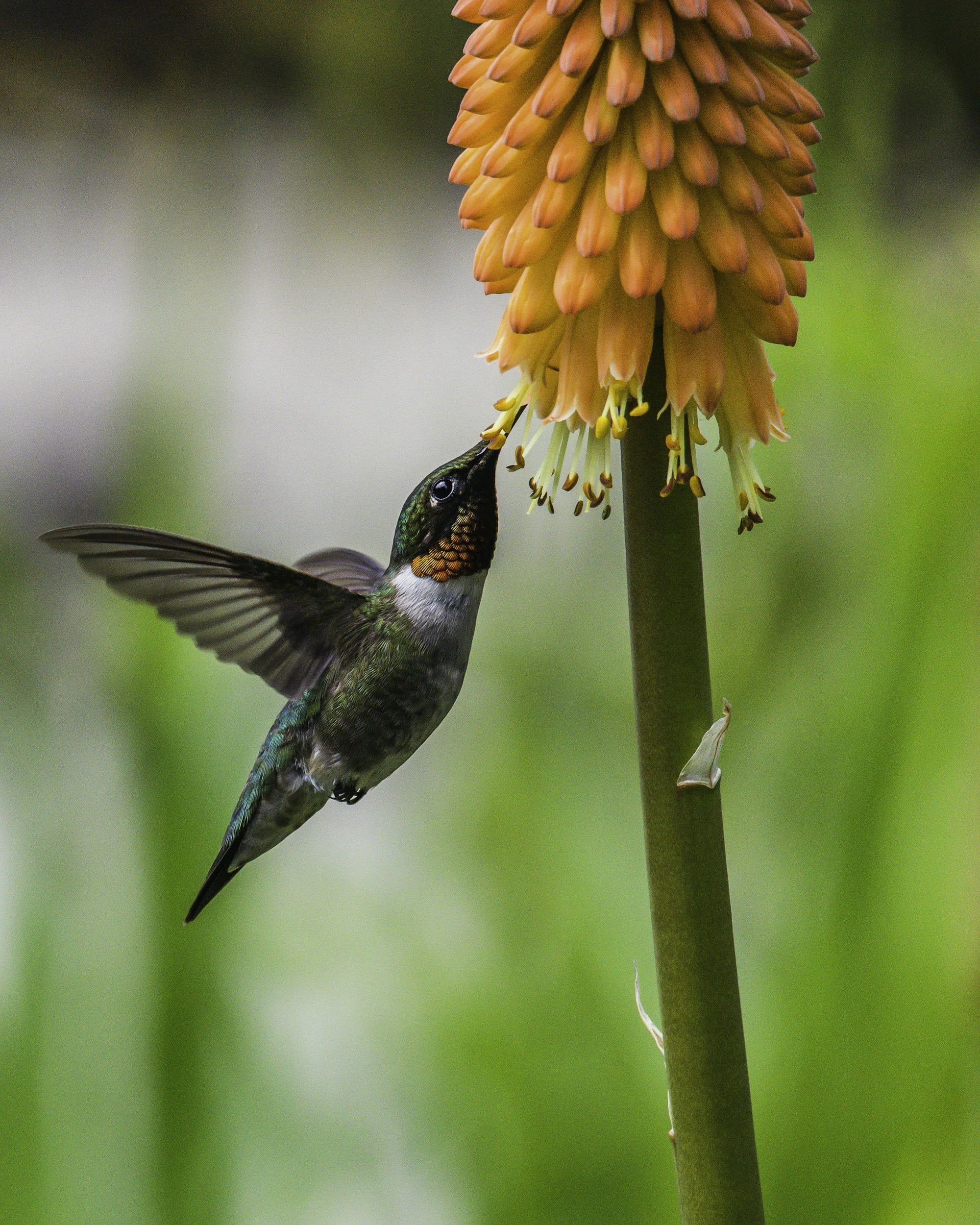 Un colibrí alimentándose de una flor alargada de color naranja y amarillo, en un fondo difuso de tonos verdes.