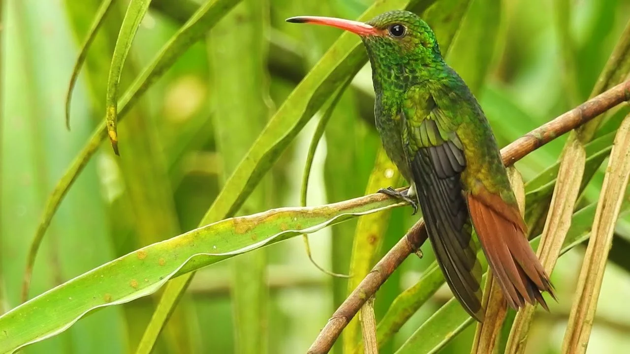 Amazilia tzacatl - Rofous-tailed Hummingbird - Amazilia Colirrufo (BQ).jpg