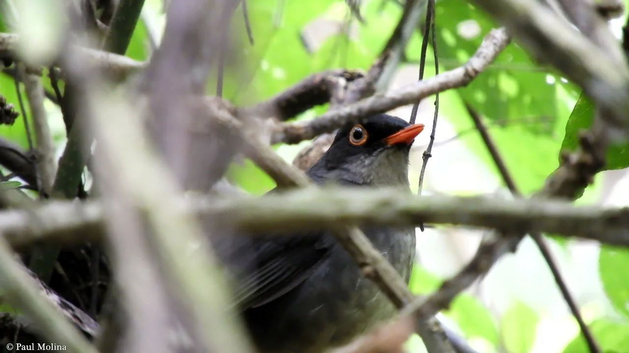 Slaty-backed Nightingale-Thrush Catharus fuscater (BQ).jpg