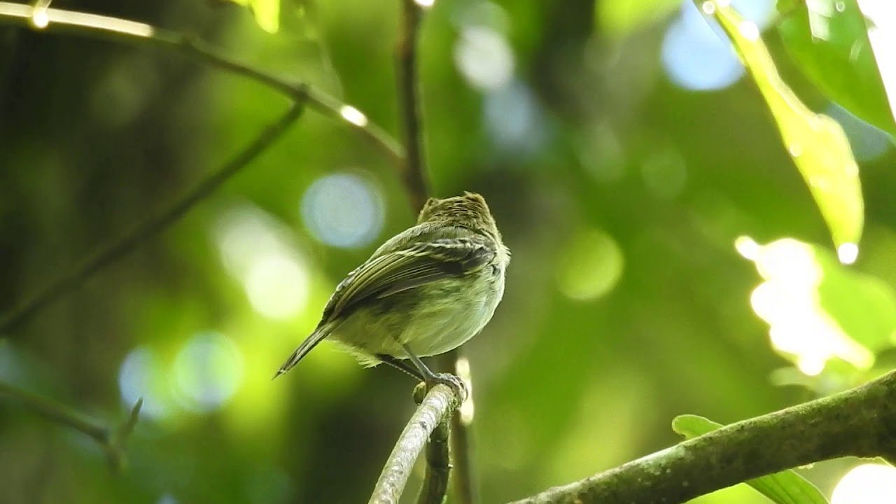 Lophotriccus pileatus, Scale-crested Pygmy-Tyrant (BQ).jpg