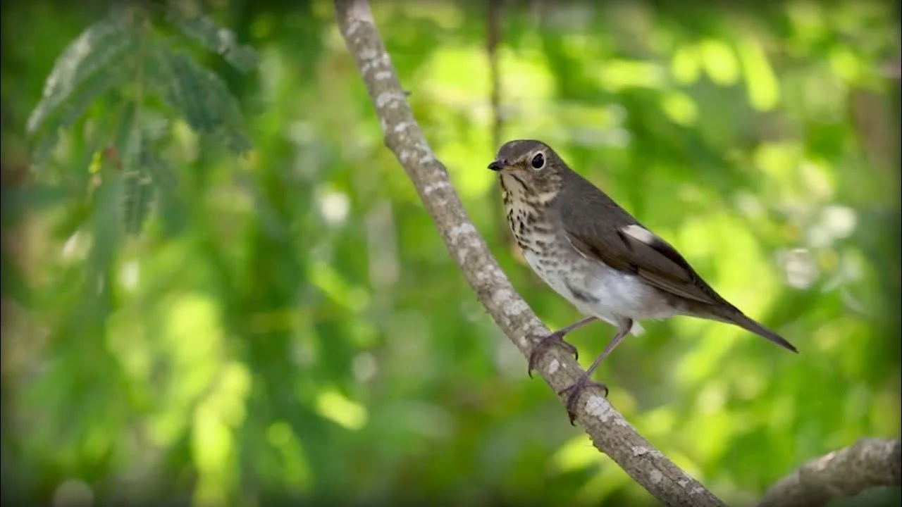 Swainson's Thrush (Catharus ustulatus) (BQ).jpg