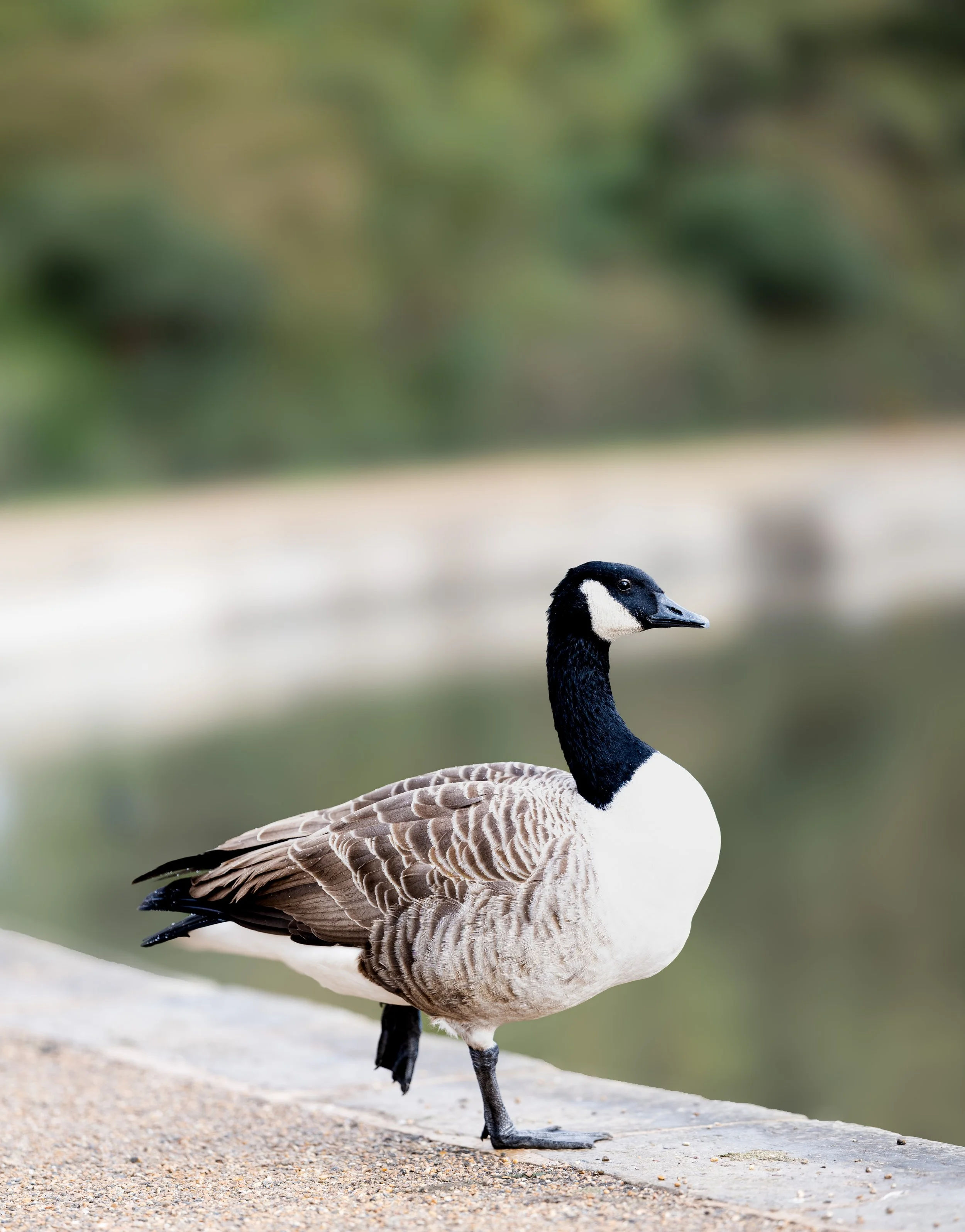 Canada Goose One Leg Stand Print