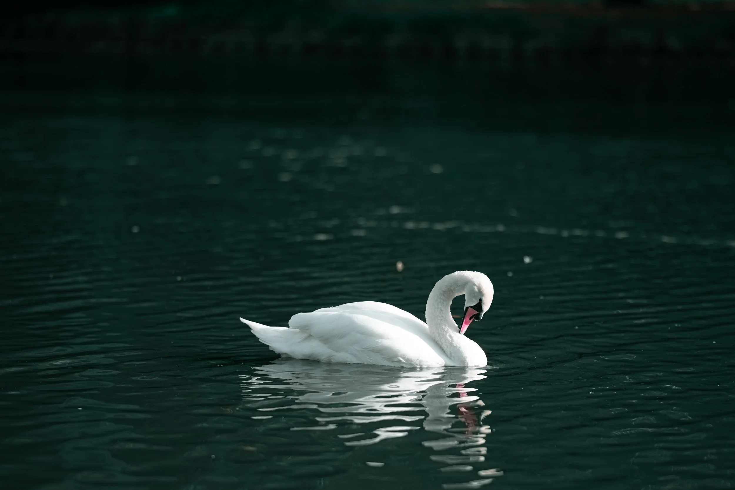 Mute Swan Curled Head Print