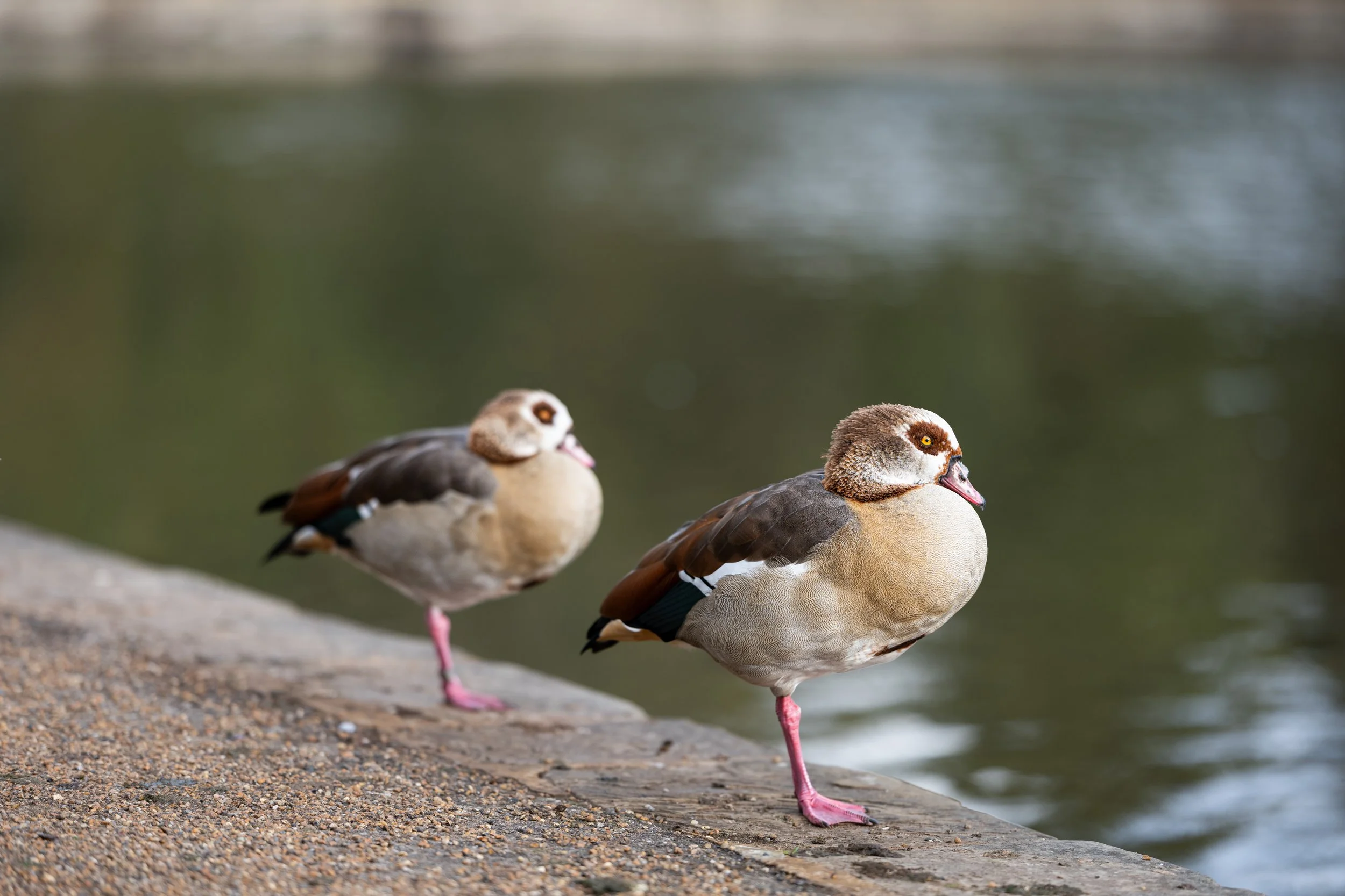Egyptian Geese Couple Print
