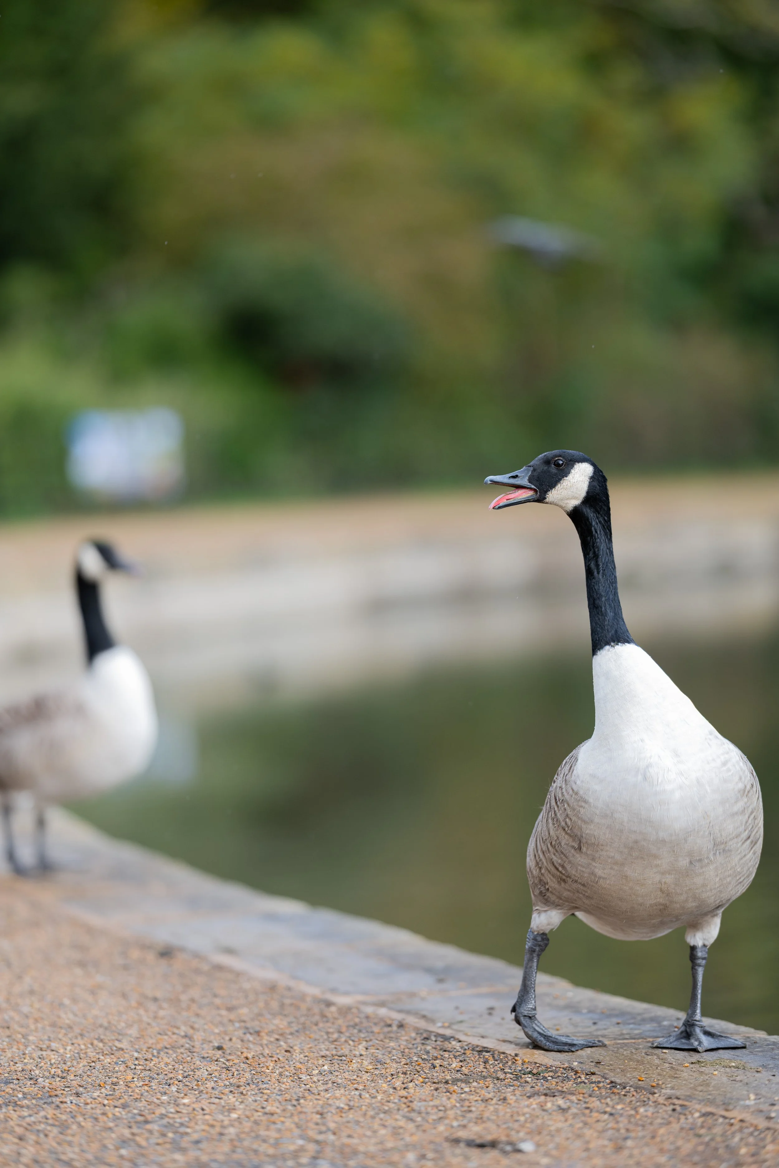 Canada Goose Laughing Print