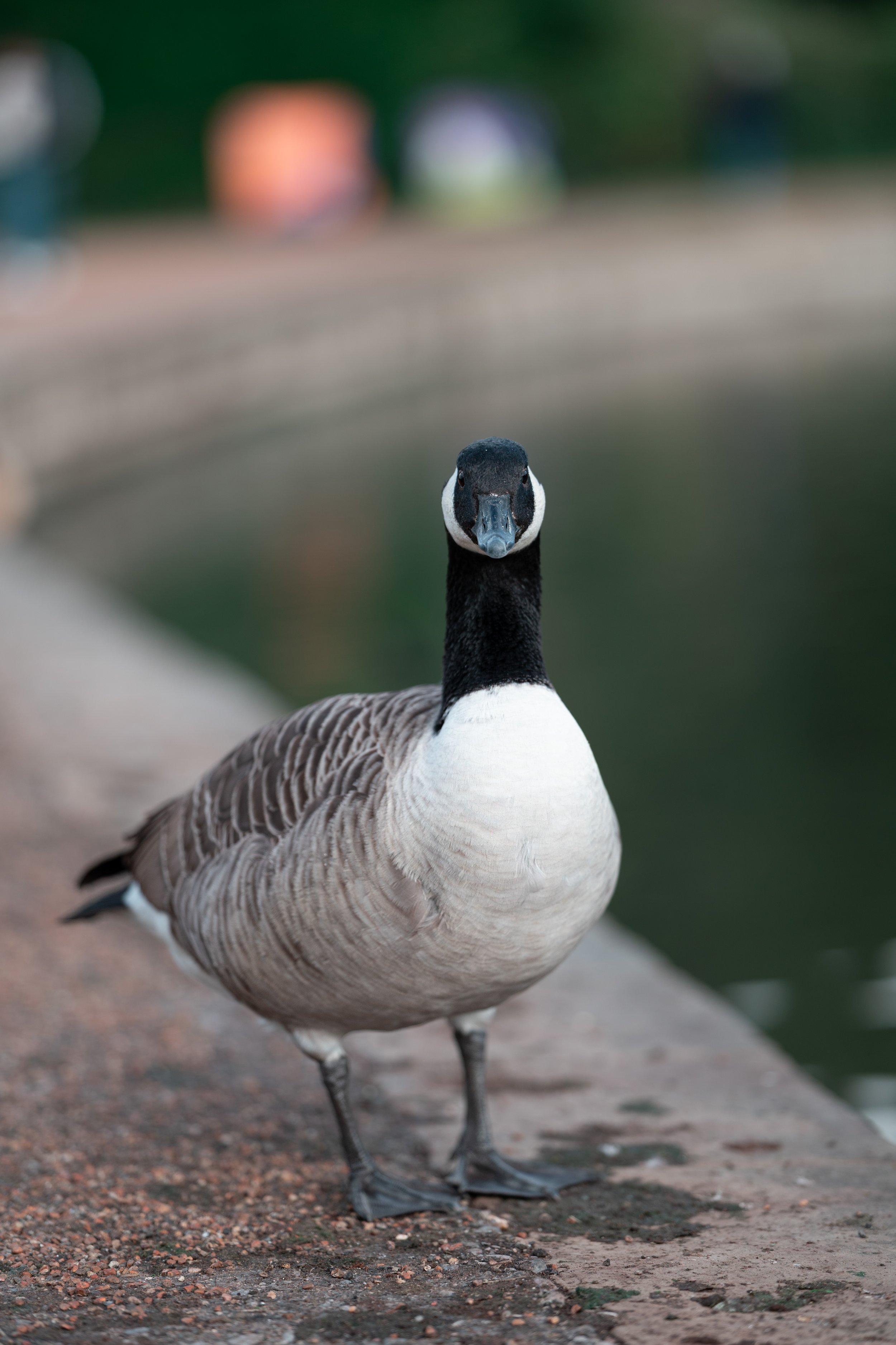 Canada Goose Portrait Print