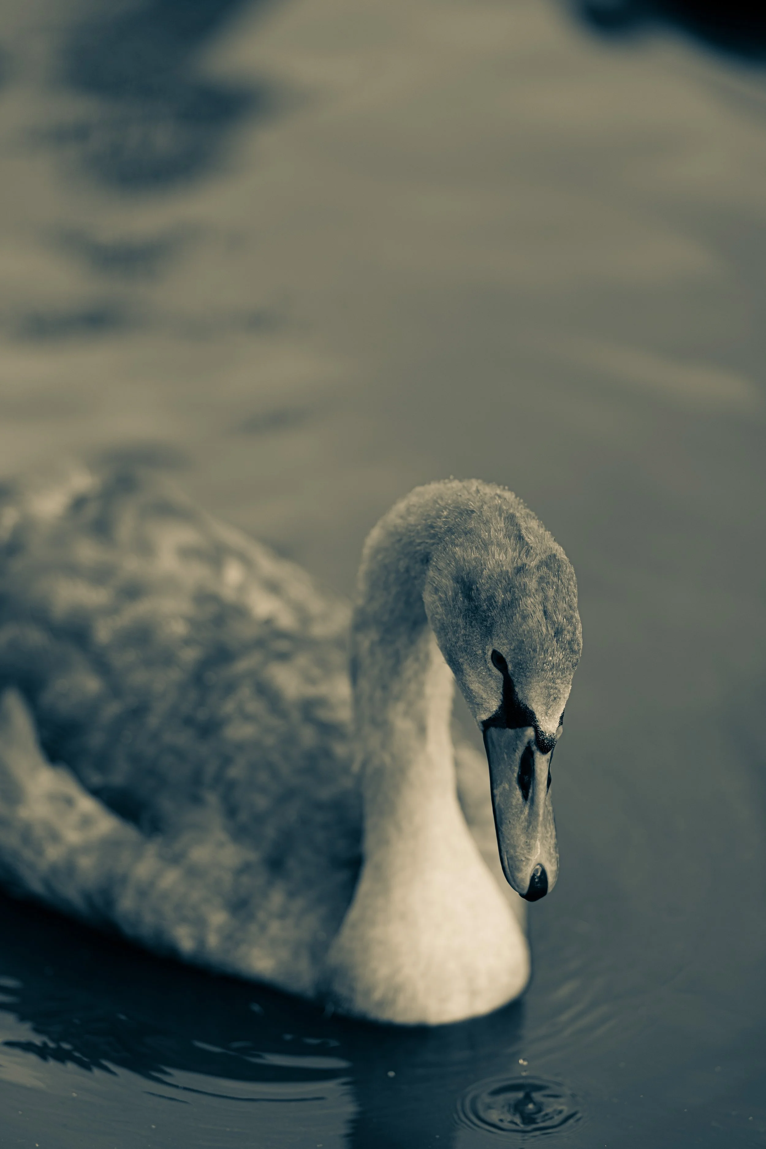 Juvenile Mute Swan Print
