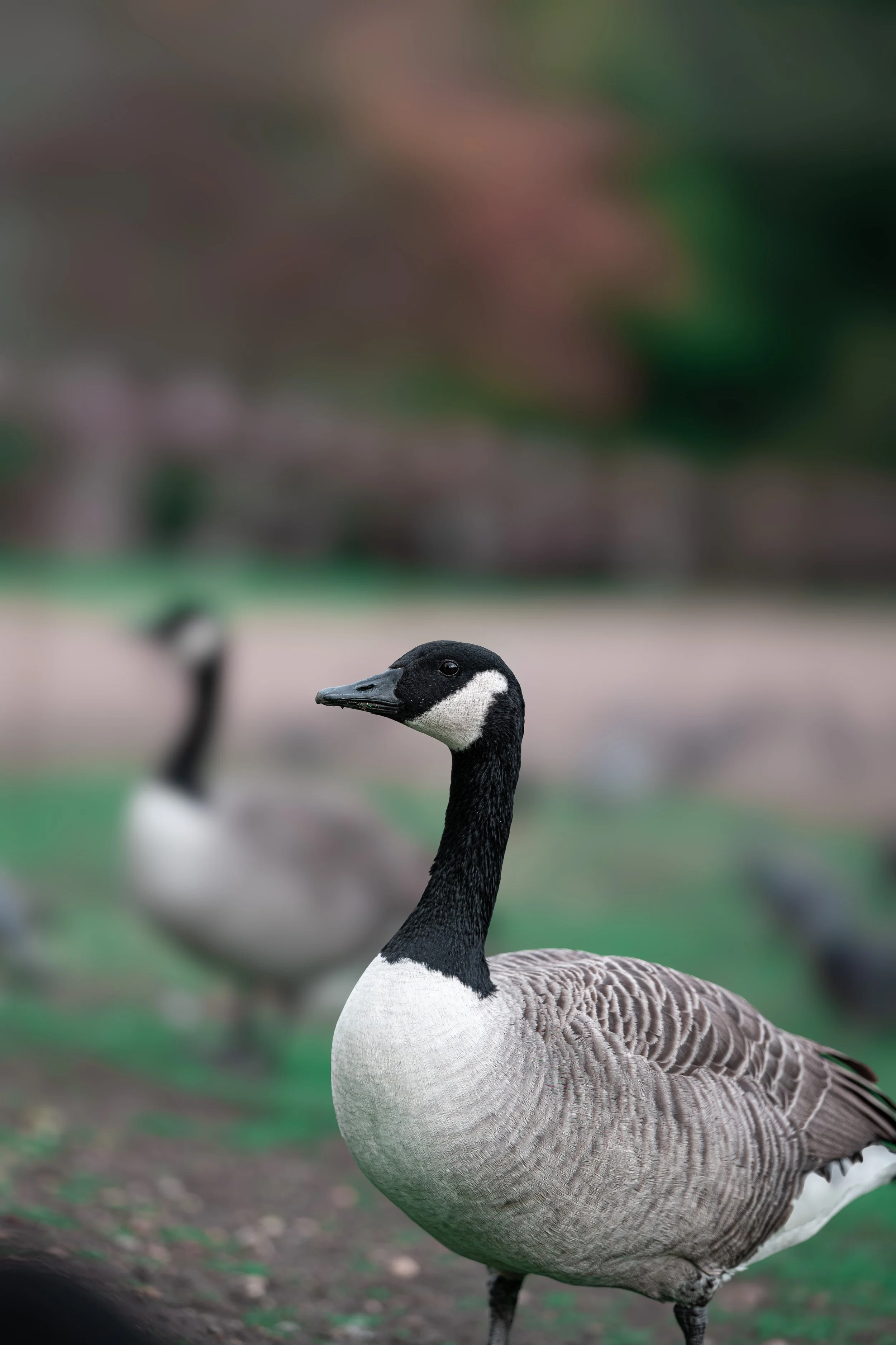 Canada Geese Side Print
