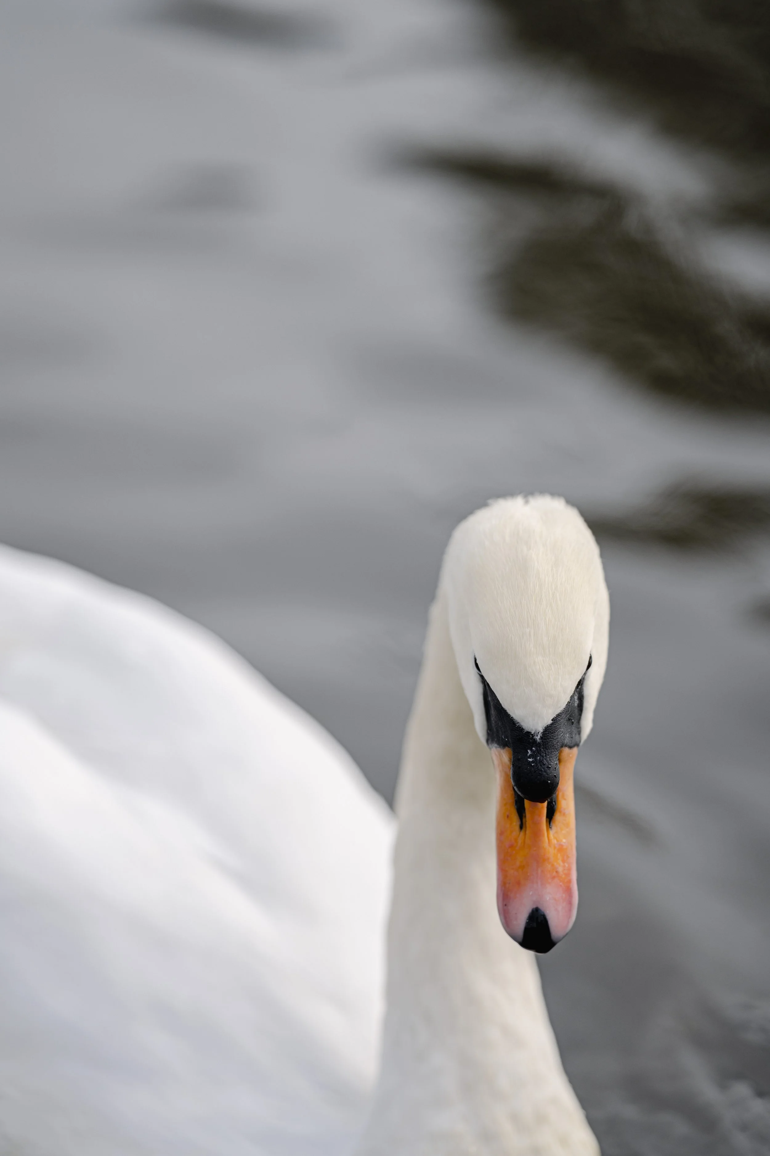 Mute Swan Close-up Print