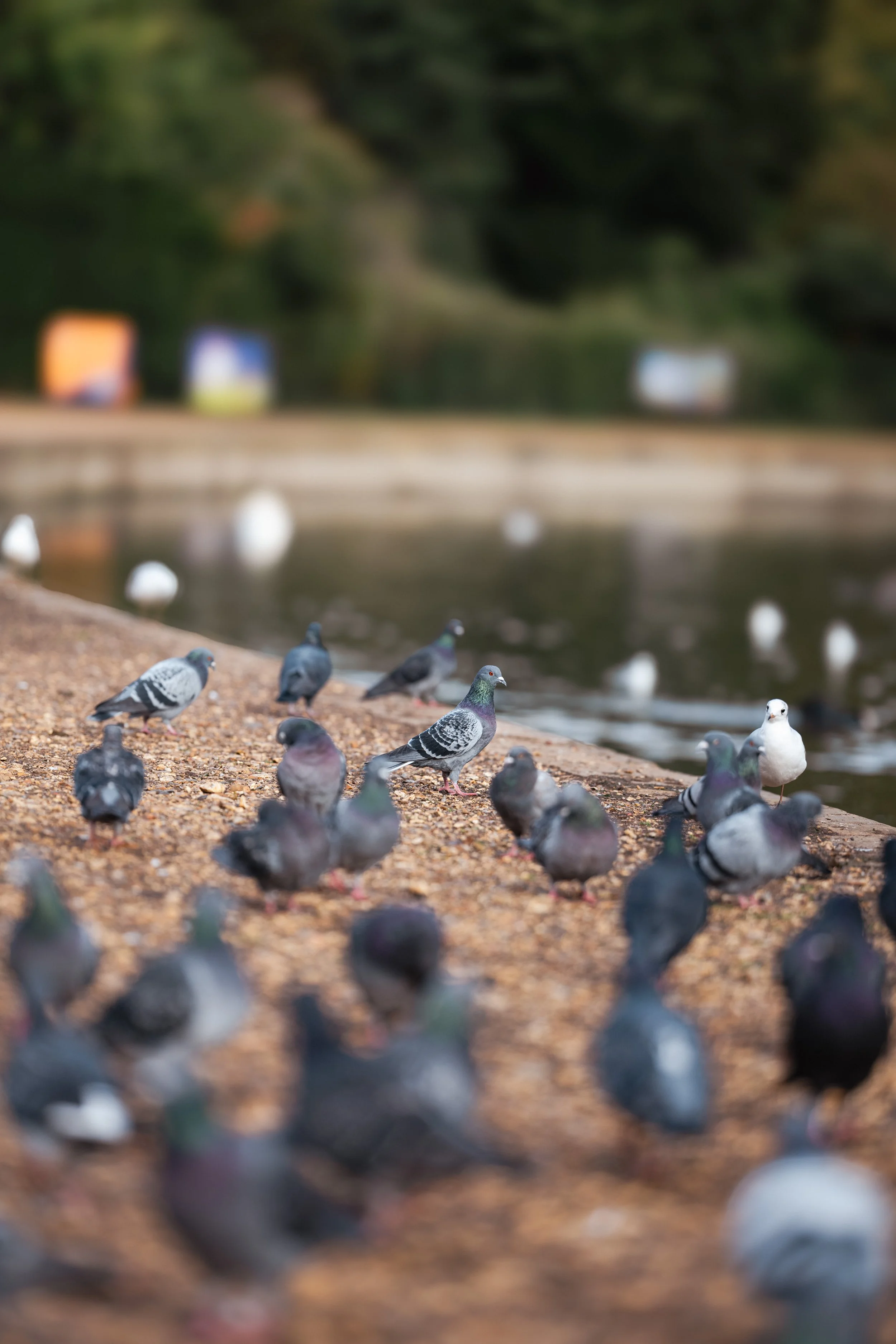 Rock Pigeon Party Print
