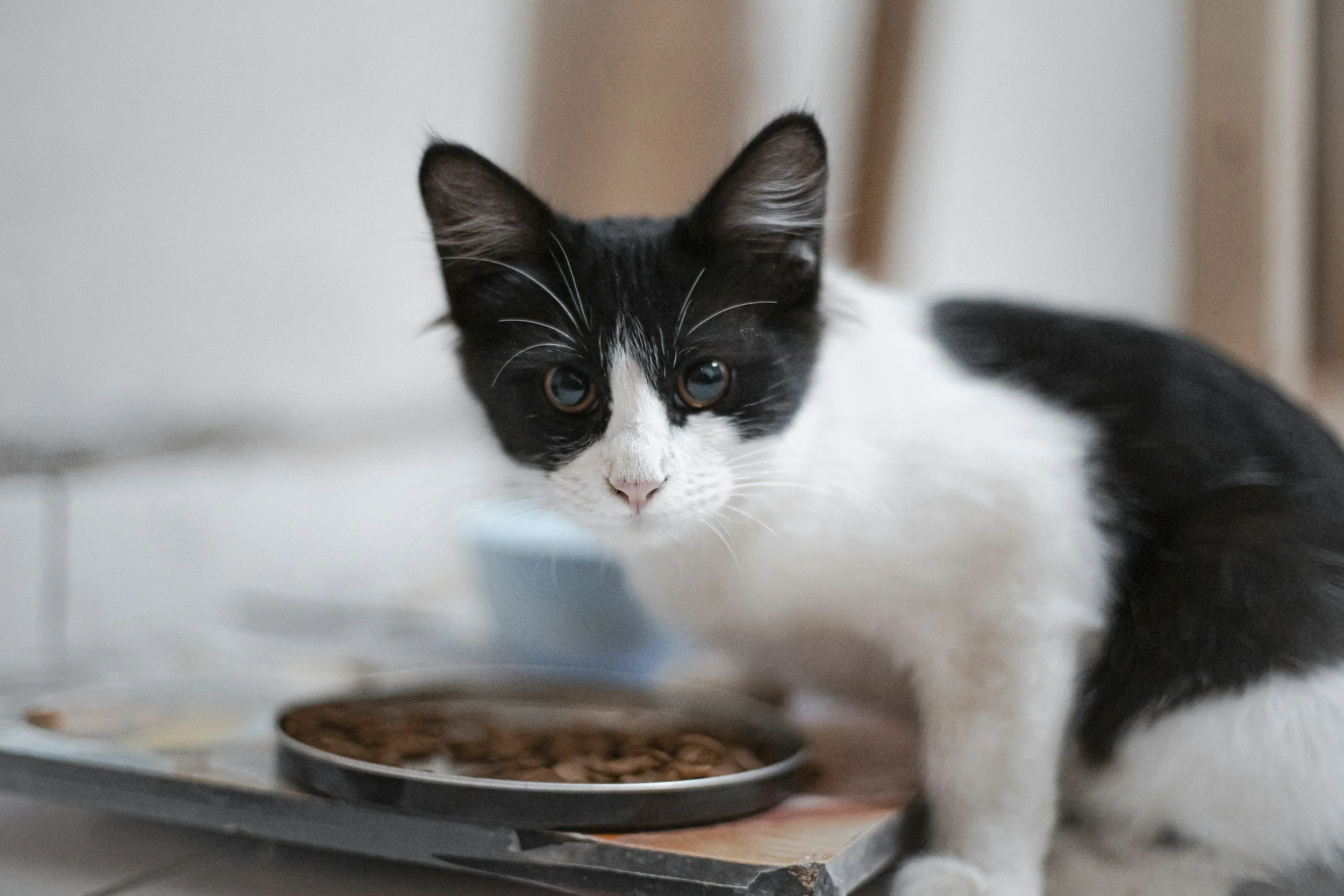 Pet Food &amp; Flea/Tick Preventative Giveaway