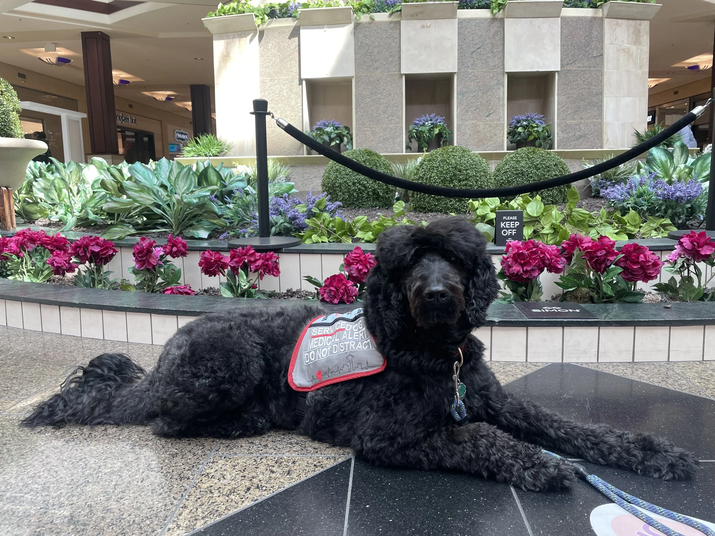 A black service dog laying on the floor of a shopping mall with colorful flowers and plants behind a black barrier, a person partially visible in the background, and a 