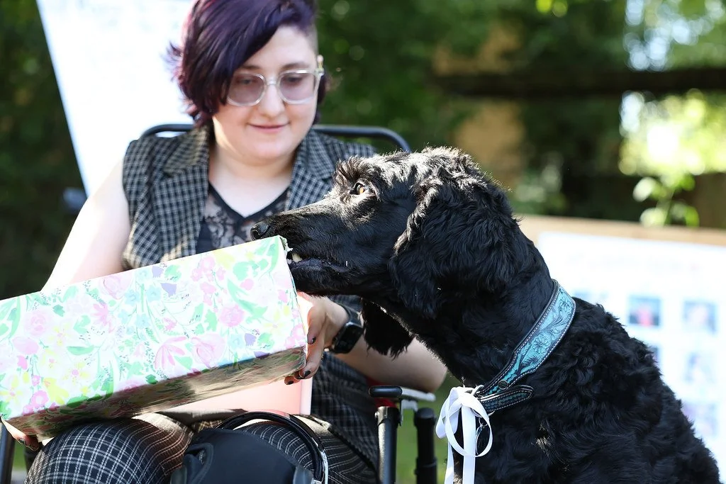A person with purple hair and glasses giving a gift box to a black puppy with a blue collar outdoors in a sunny, green area.