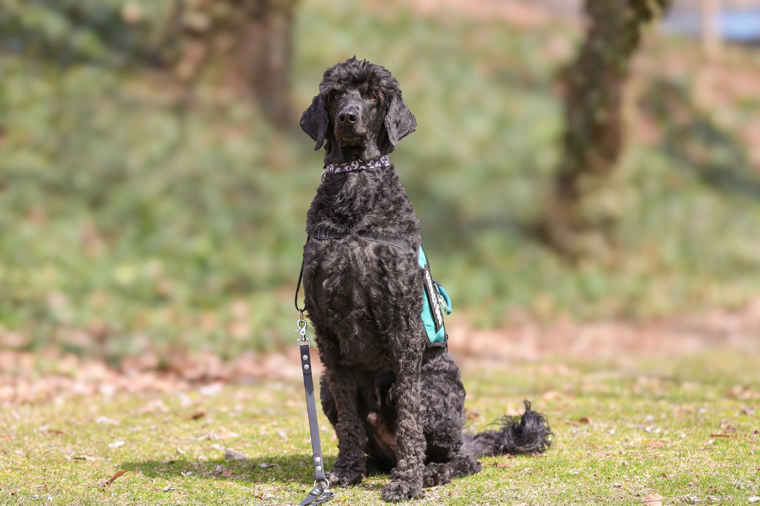 A black curly-coated dog wearing a harness and a bandana, sitting outdoors on grass with trees in the background.