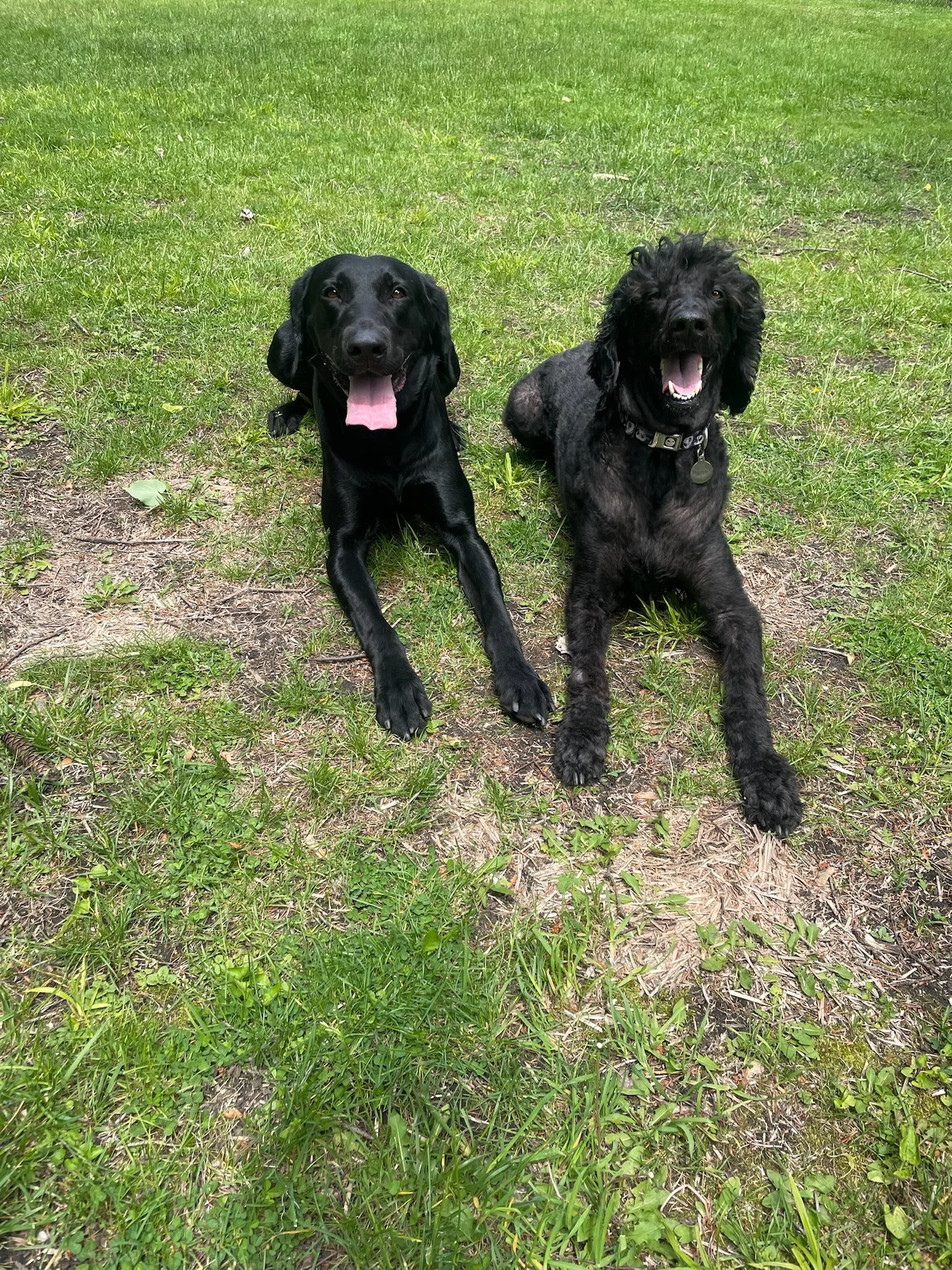 Two dogs sitting on a grassy field, one black with floppy ears and the other black with curly fur, both with their tongues out.