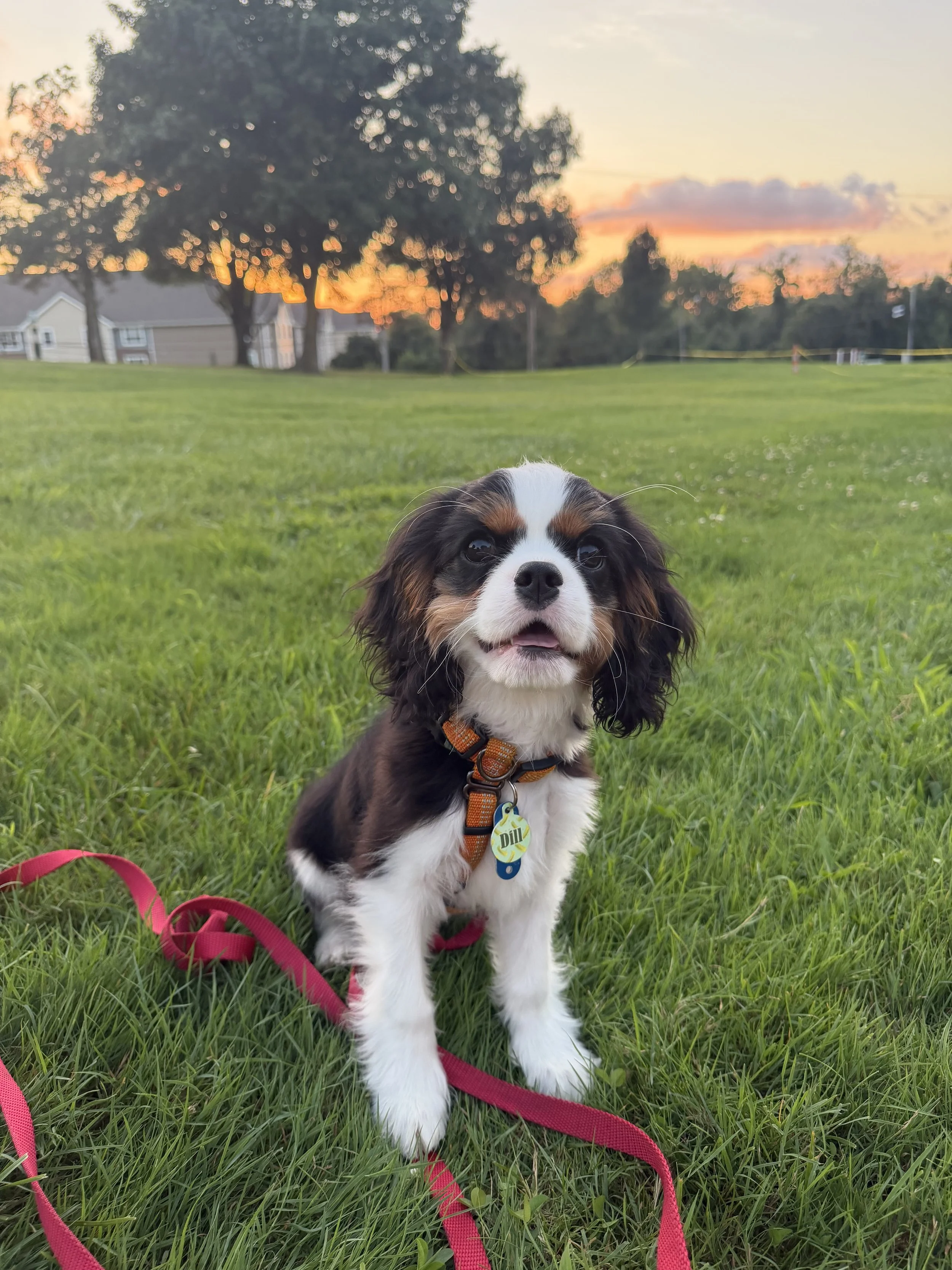 A cute puppy with black, white, and brown fur sitting on a grassy field at sunset, wearing a collar with a tag that says 'DIL' and attached to a pink leash.