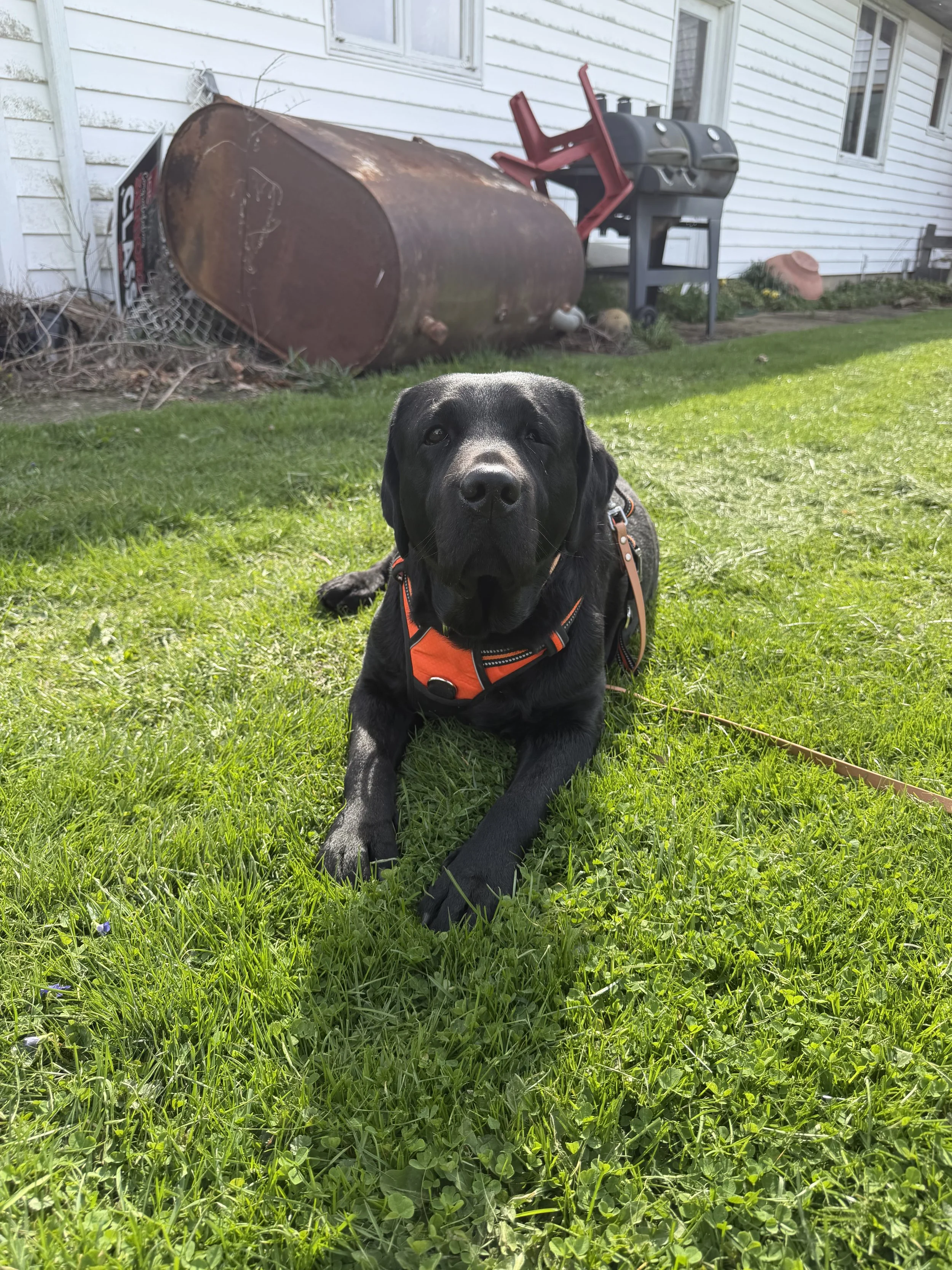 A black puppy lying on green grass in front of a white house with a rusted metal barrel, a grill, and garden decorations behind it.