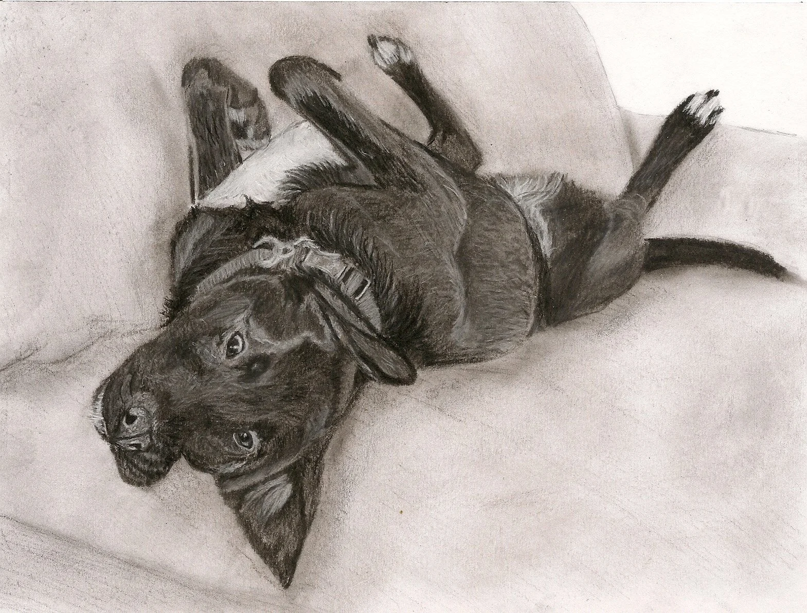 Olivia's Dog-Danique.jpg