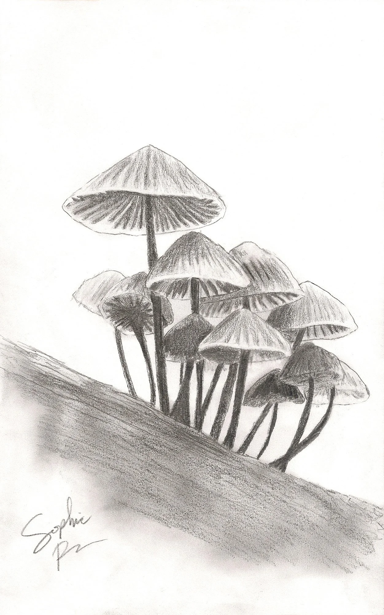 Mushrooms