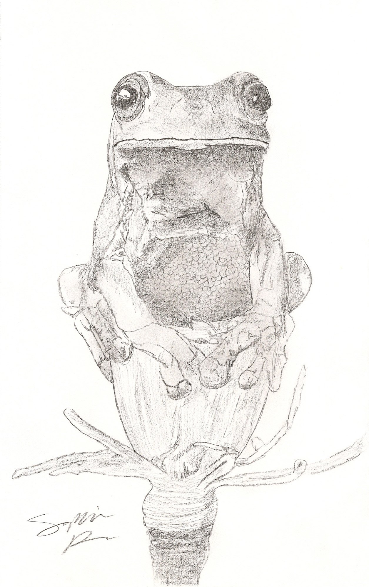 Frog on a Flower, 2025