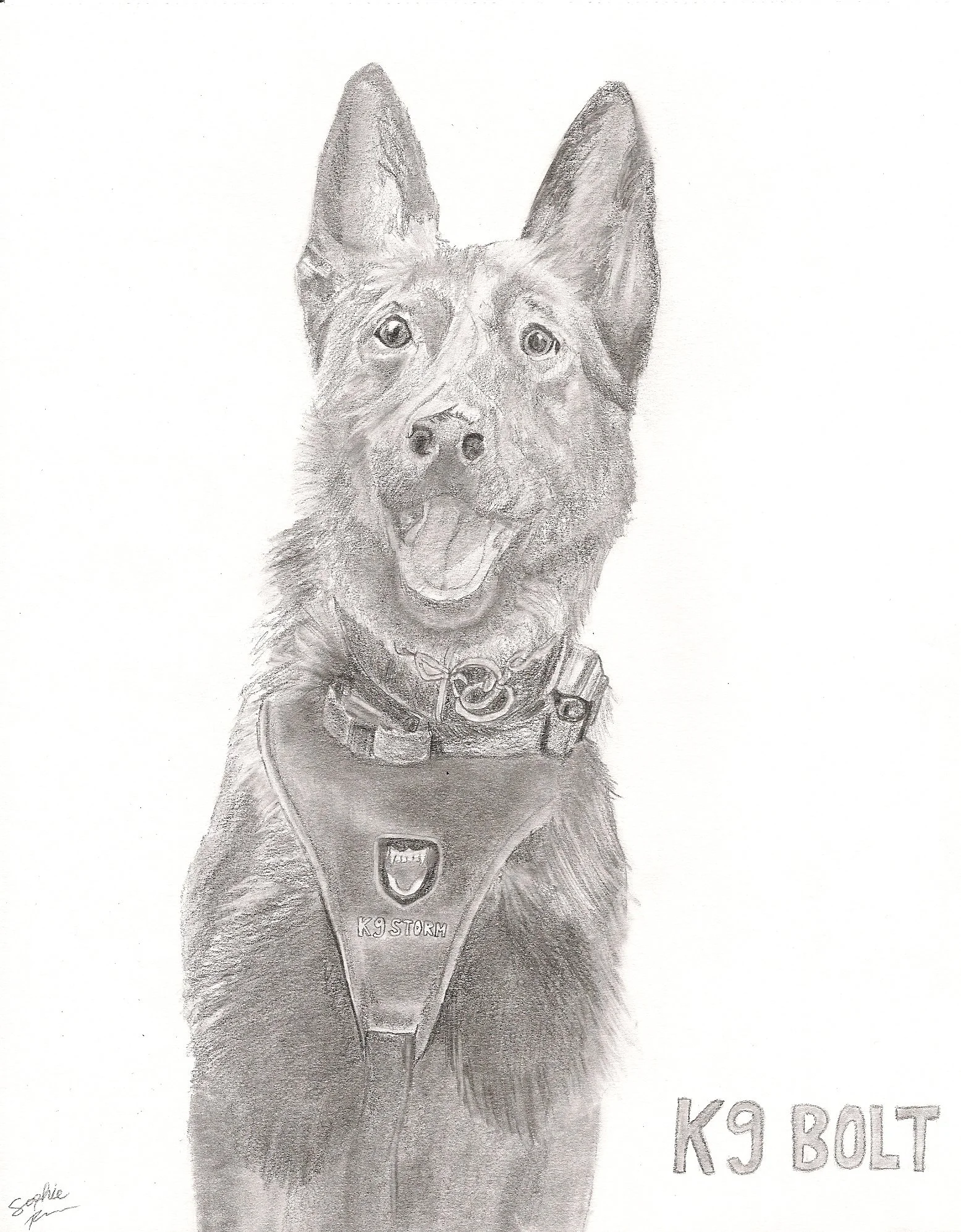 K9 Bolt- Sauk Rapids PD, 2025