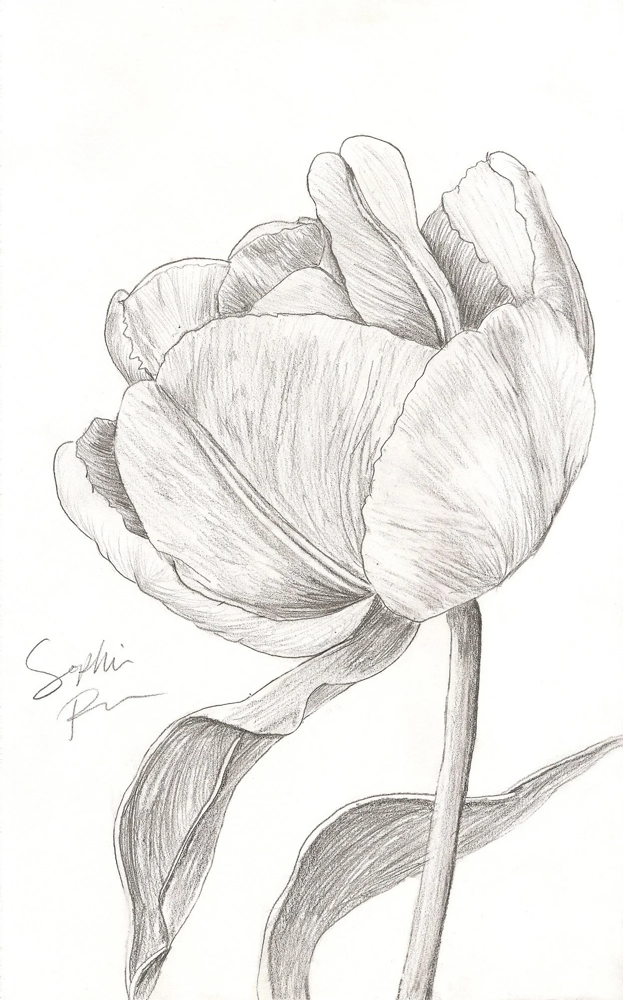 Flower, 2025