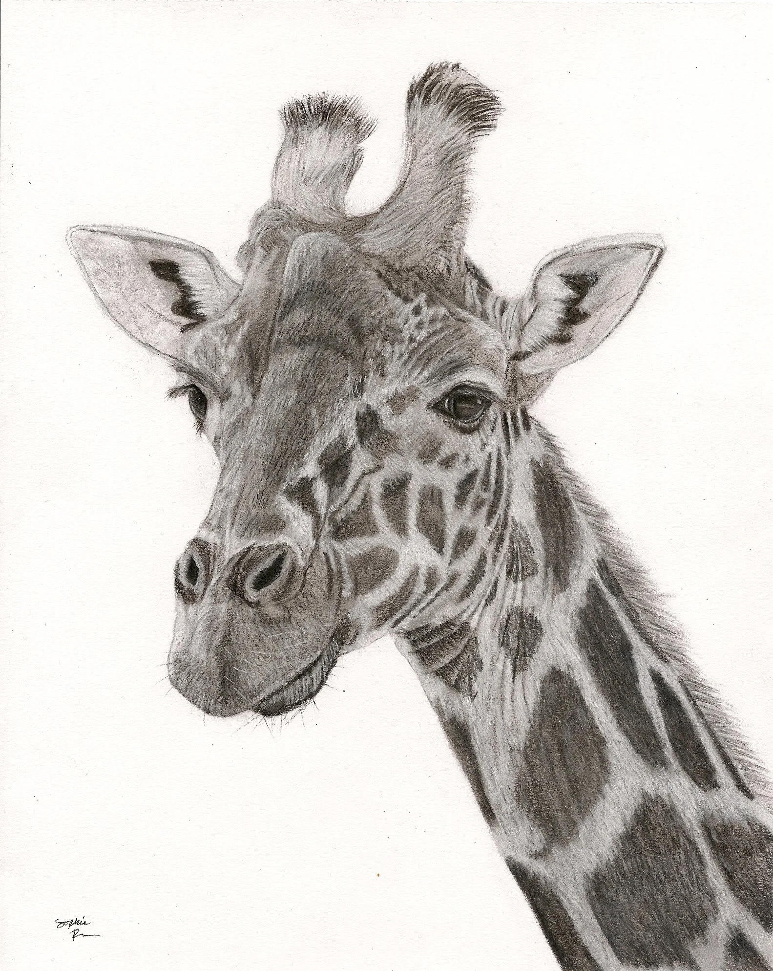 giraffe-charcoal.jpg