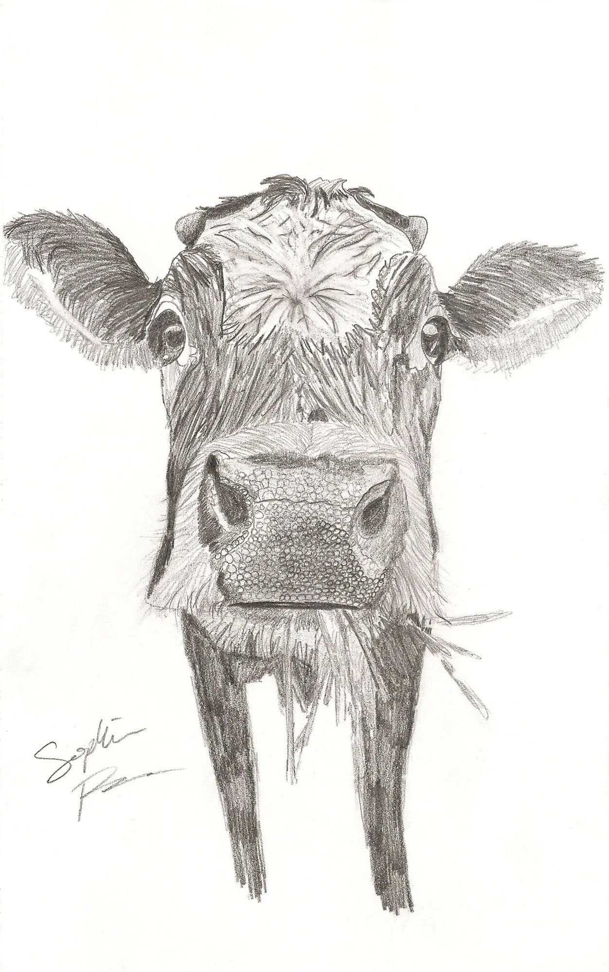 Cow