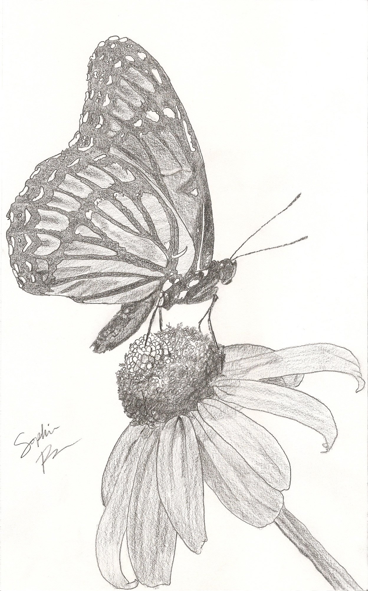 Butterfly