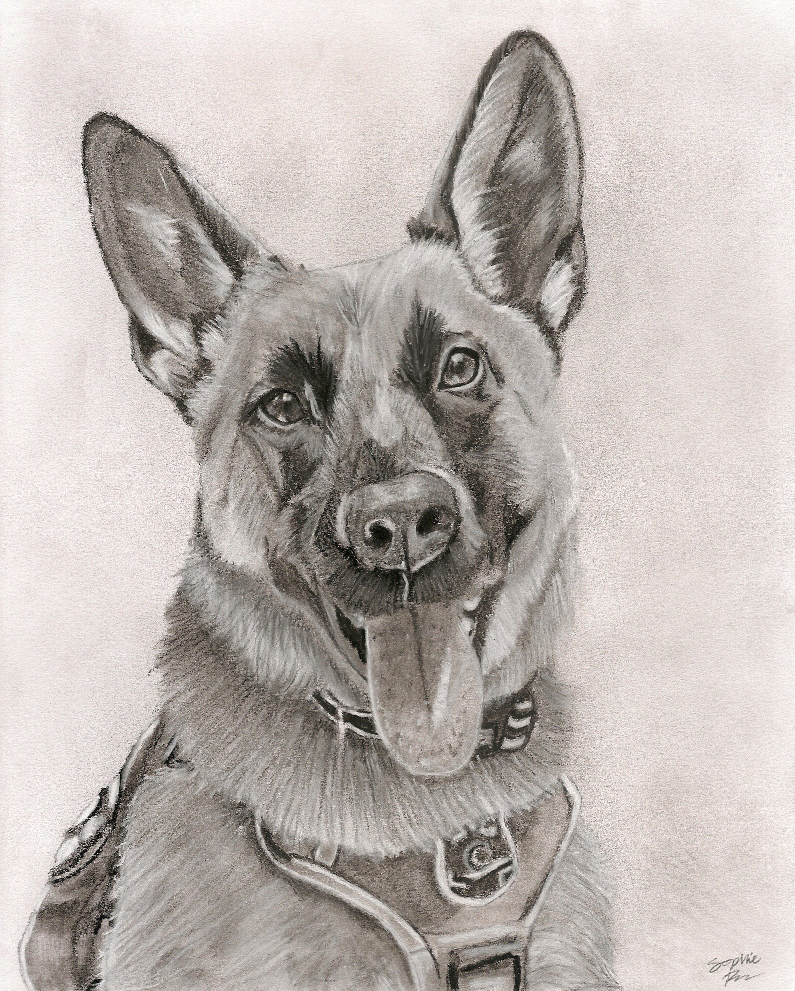 K9 Kimber- Sartell PD, 2025