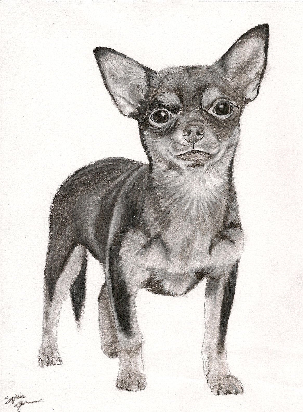 Some Dogs Are Small, 2026