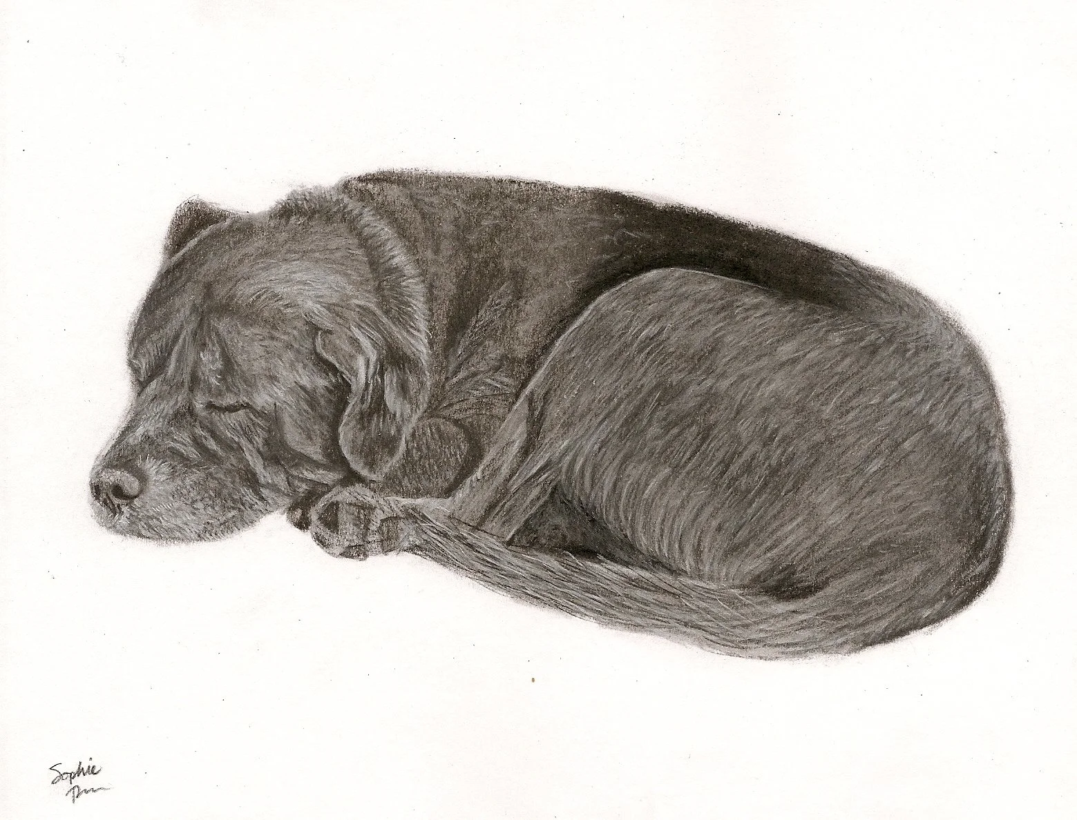 Some Dogs are Sleepy, 2026